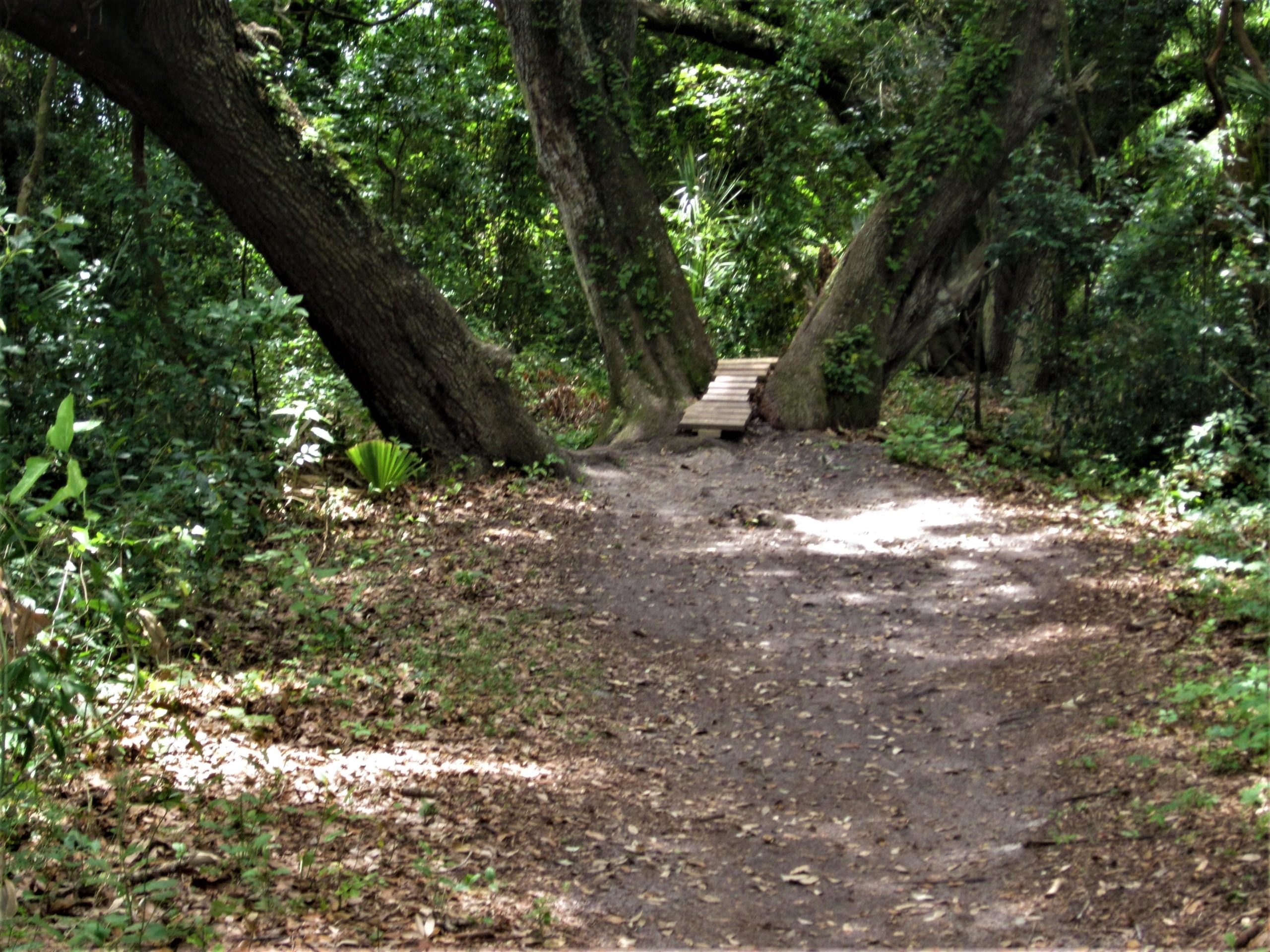 A narrow dirt path winding through a dense forest with lush greenery, where two large trees create an archway. A small wooden bridge spans a gap in the path, leading deeper into the woodland. Sunlight filters through the leaves, casting dappled shadows on the ground covered in fallen leaves. Loyce E. Harpe Park mountain bike trail.