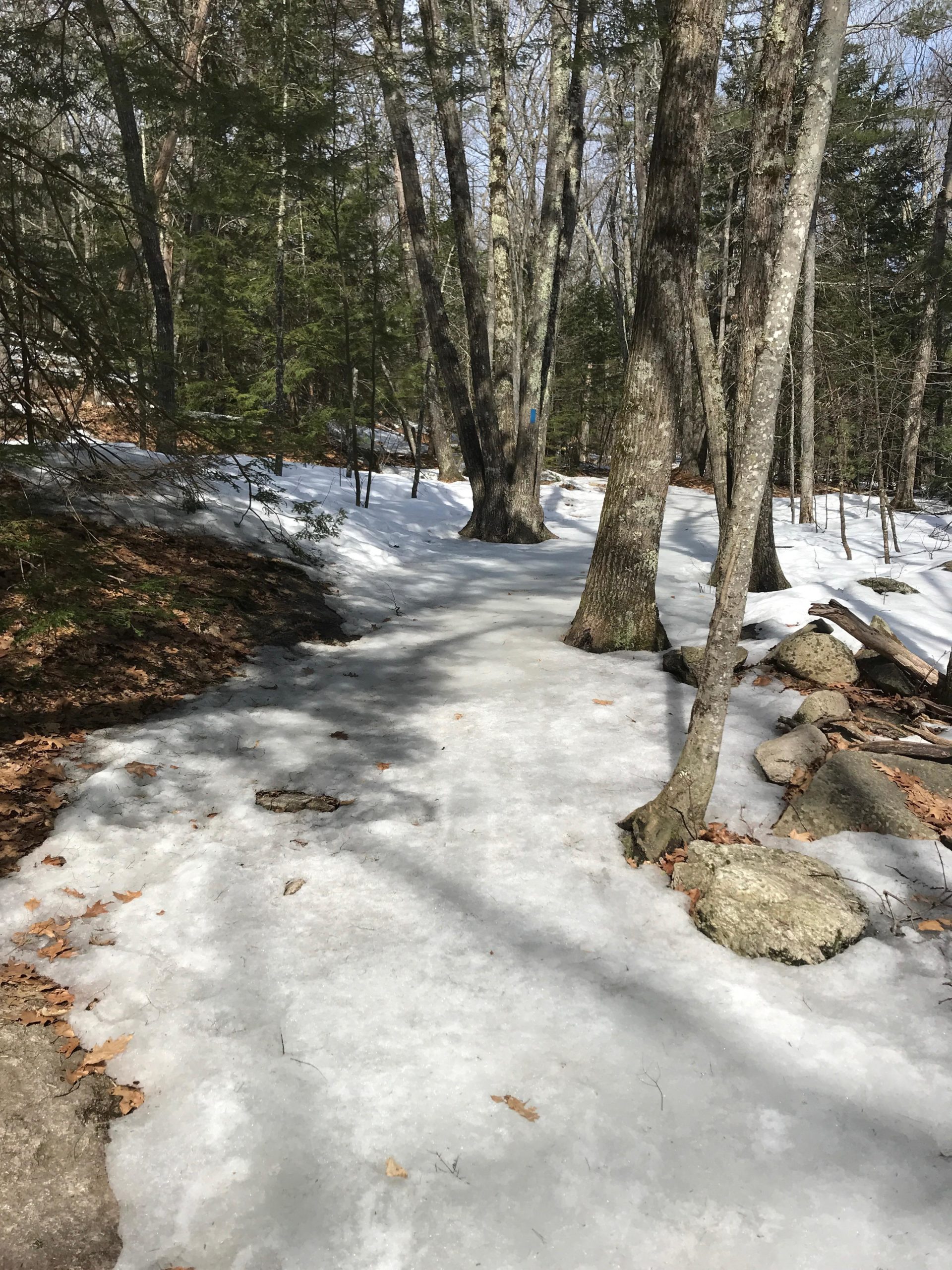 A snow-covered path winding through a forest with tall trees on either side, patches of ice visible on the ground, and scattered autumn leaves. Bradbury Mt State Park mountain bike trail.
