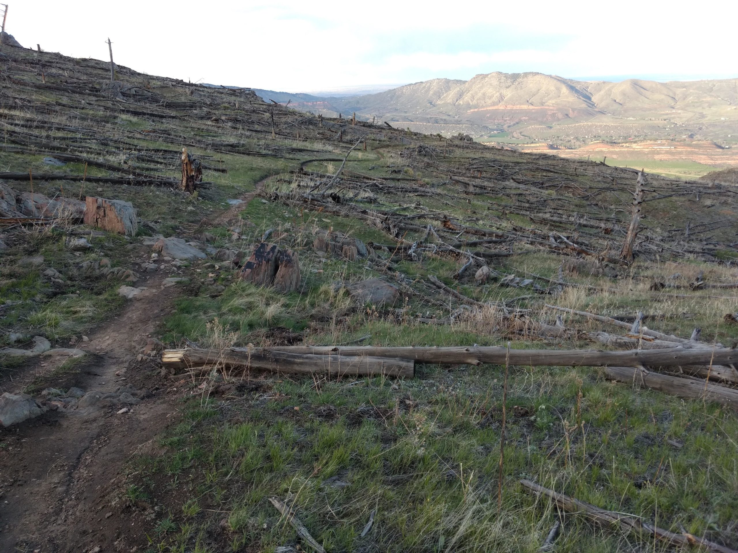 A narrow dirt path winding through a forested landscape, featuring remnants of fallen trees and stumps. The area shows signs of damage, with scattered logs and grassy patches, set against rolling hills in the background under a partly cloudy sky. Ginny Trail mountain bike trail.