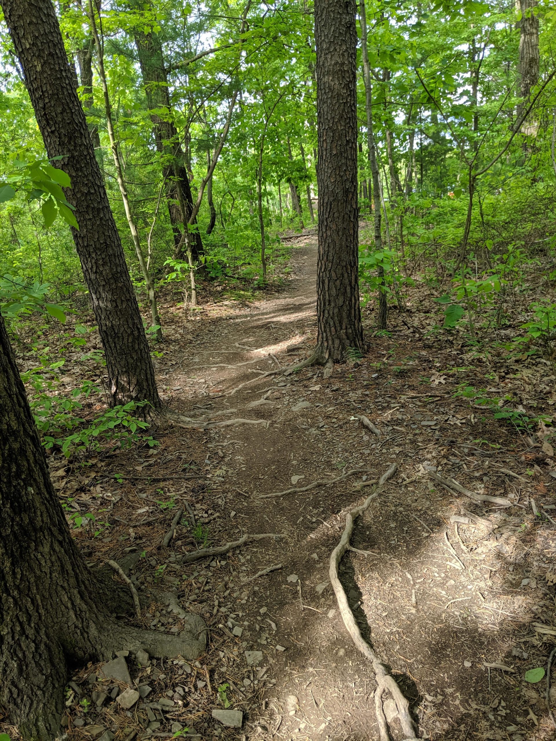 A narrow dirt path winding through a lush green forest, surrounded by tall trees and underbrush. The trail is slightly uneven with visible roots and stones. Sunlight filters through the canopy, creating dappled light on the ground. Allegrippis Trails mountain bike trail.