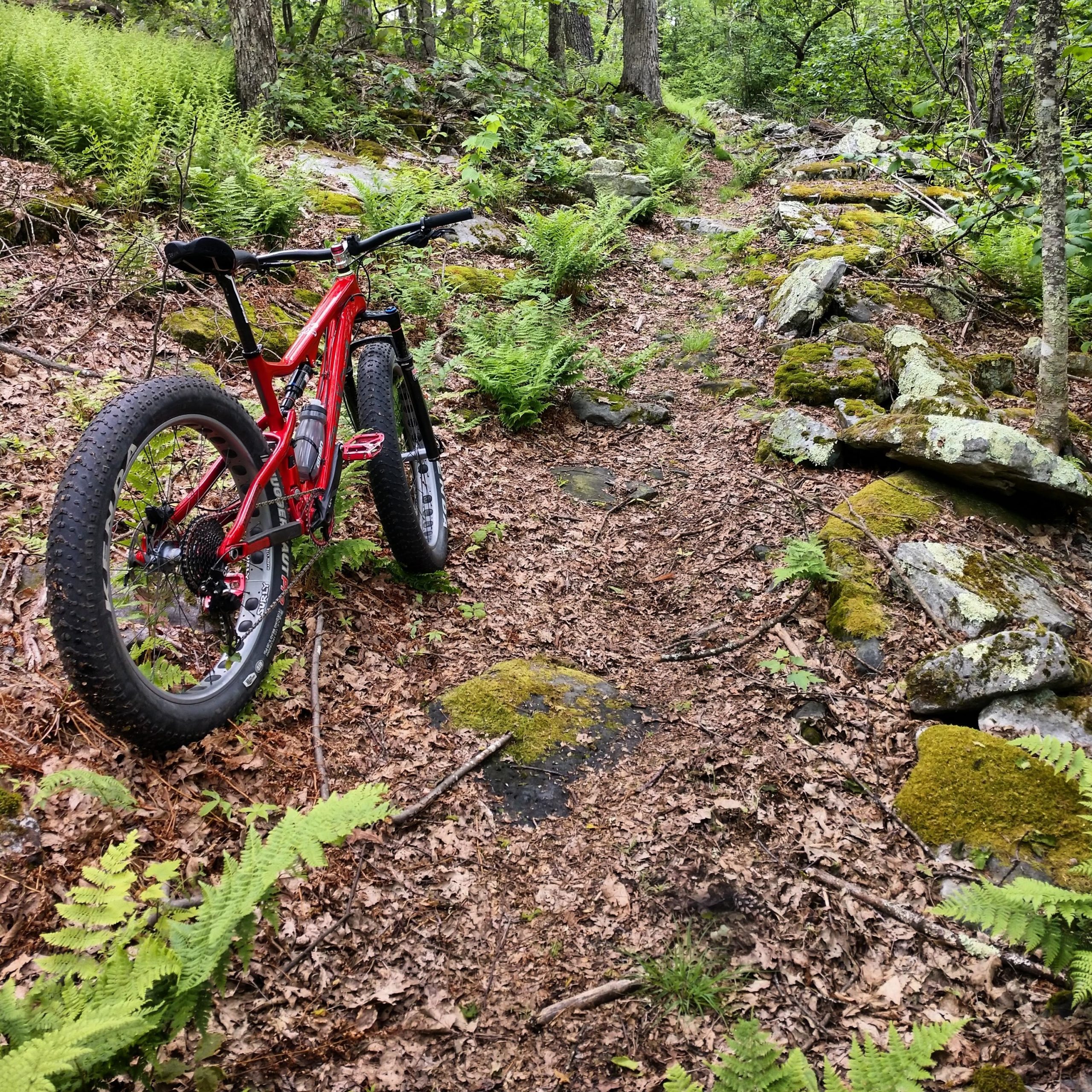 A red mountain bike parked on a rocky, leaf-covered trail surrounded by lush green ferns and trees. The path is lined with mossy stones, indicating a natural, rustic setting for outdoor biking. North Fork Mountain Trail mountain bike trail.