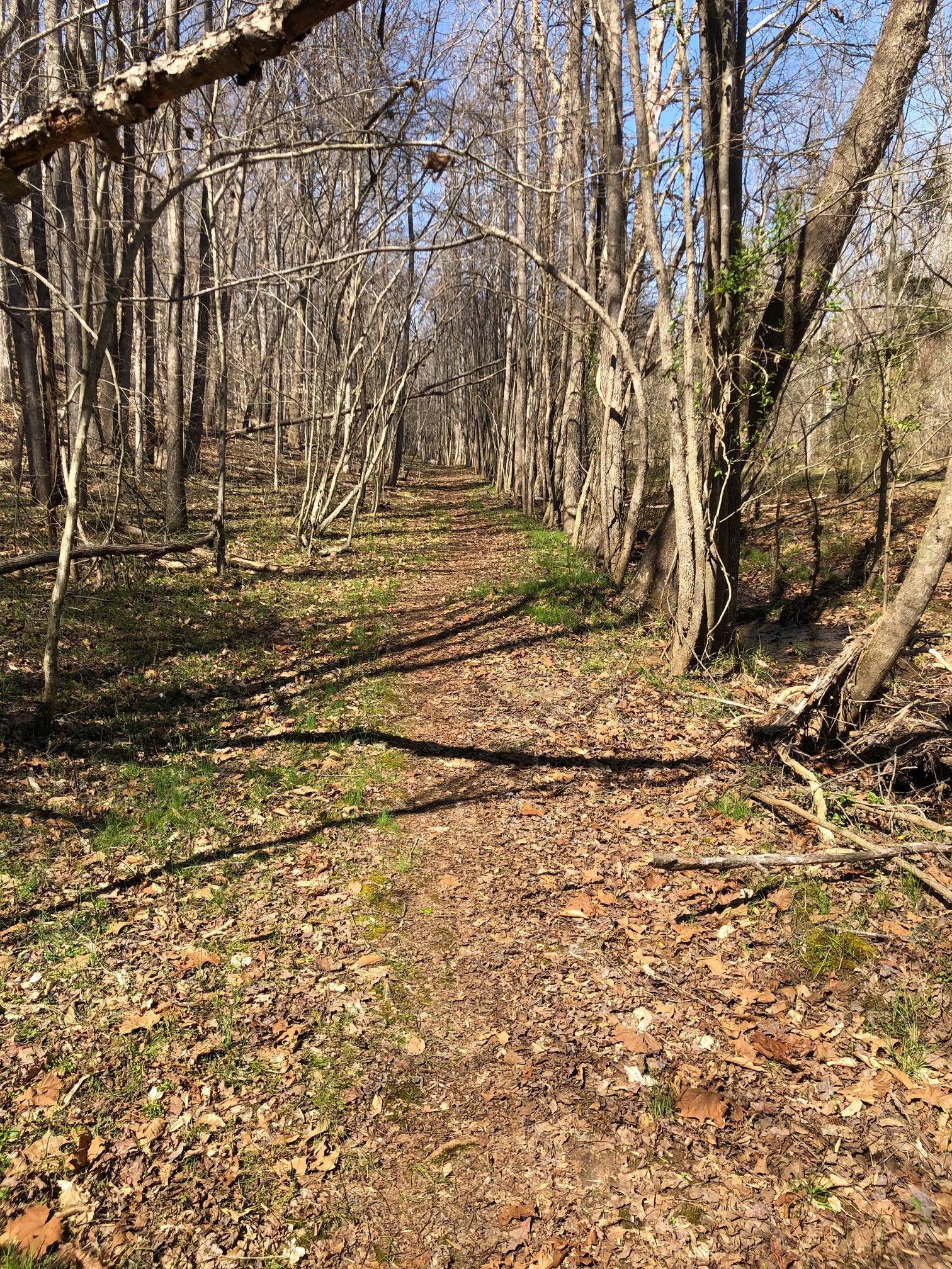 A narrow trail lined with bare trees and scattered leaves, leading through a peaceful forest on a sunny day. The ground is partially covered with dried leaves, and patches of green grass peek through. Clear blue sky is visible above, creating a serene atmosphere. Angler's Ridge mountain bike trail.