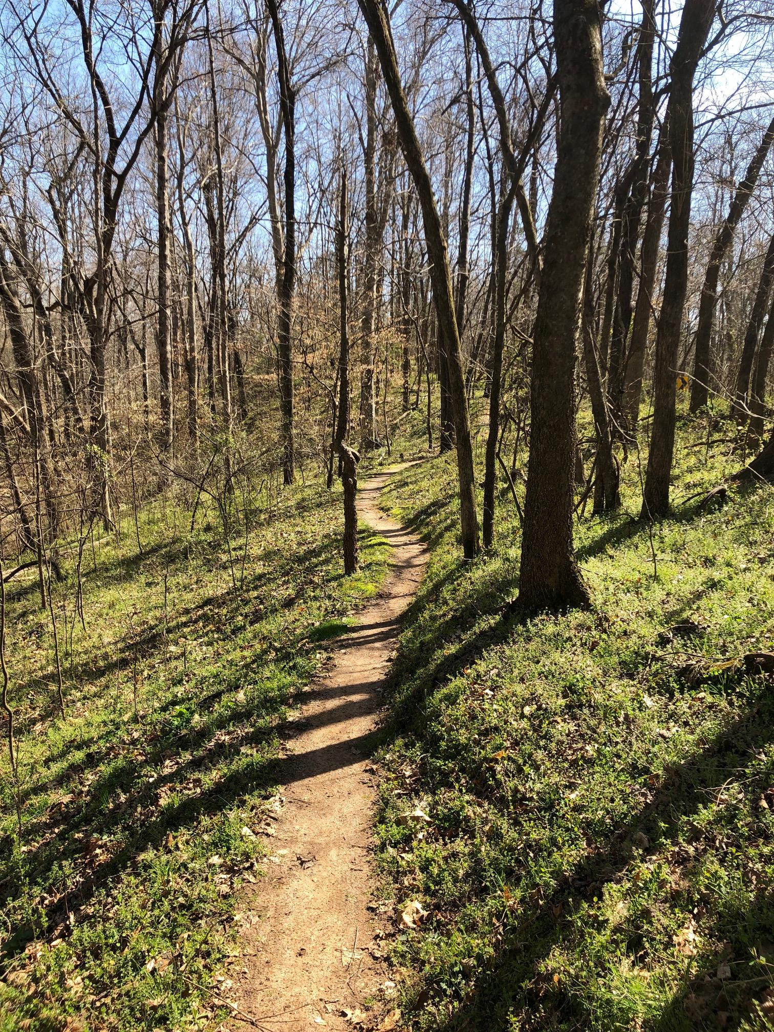A narrow dirt path winding through a wooded area with bare trees and patches of green grass on the ground, under a clear blue sky. Angler's Ridge mountain bike trail.
