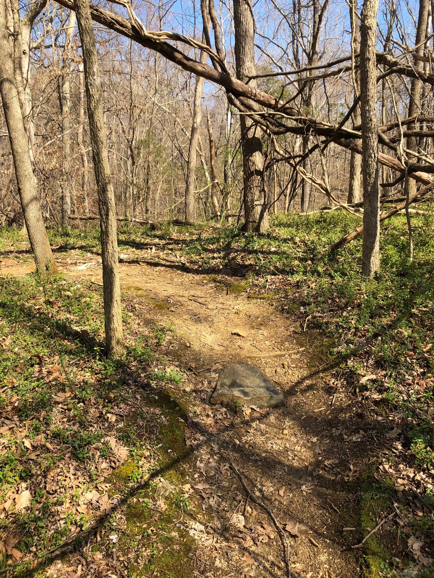 A narrow dirt path winding through a wooded area with bare trees and scattered leaves. Small patches of moss and underbrush are visible along the edges of the trail, and a large rock is situated on the path. The sky is clear and blue, suggesting a sunny day. Angler's Ridge mountain bike trail.