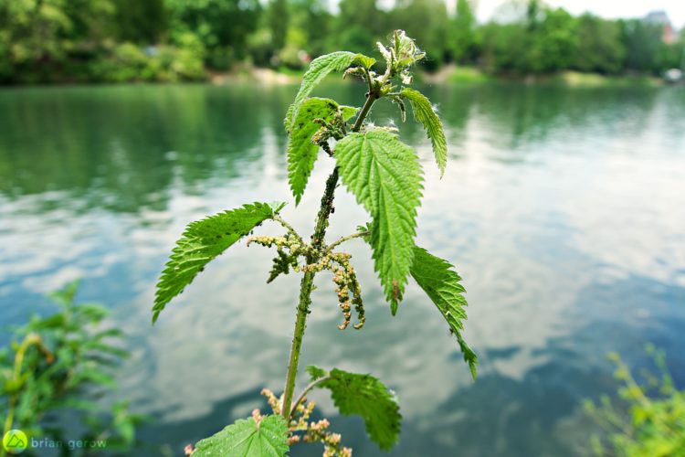 A close-up of a stinging nettle plant with green leaves, growing near a calm, reflective body of water surrounded by lush greenery. The plant has small clusters of flowers and a few visible pests on its stem.