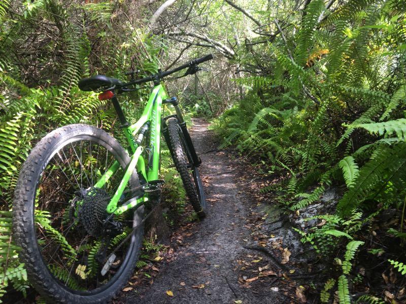 A vibrant green mountain bike rests against a trail in a lush, wooded area. Surrounding the path are ferns and dense foliage, creating a natural, tranquil atmosphere. The sunlight filters through the trees, illuminating the bike and the earthy trail. West Delray Regional Park mountain bike trail.