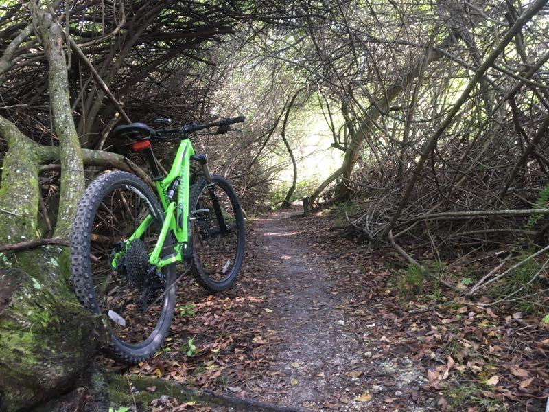 A vibrant green mountain bike rests against a tree on a narrow, winding dirt path surrounded by dense, tangled branches and foliage. The ground is covered with fallen leaves, and sunlight filters through the canopy, illuminating the path ahead. West Delray Regional Park mountain bike trail.
