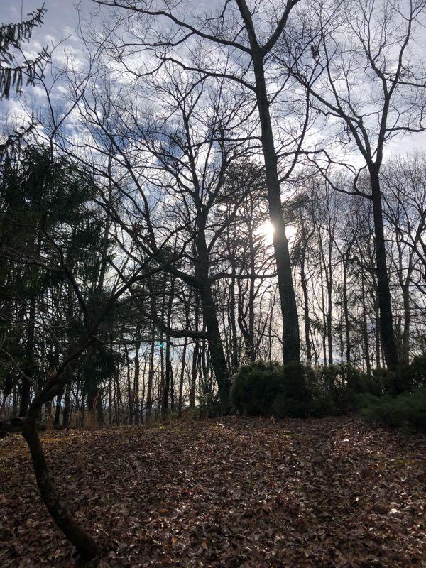 A serene landscape featuring bare trees silhouetted against a cloudy sky, with sunlight filtering through the branches. The ground is covered with fallen leaves, and patches of greenery are visible in the foreground. Northshore Trail mountain bike trail.