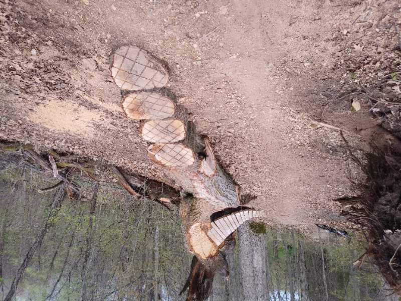 A large, recently felled tree trunk lies on a dirt path, showcasing a series of cut sections along its length. The surrounding area is covered with dry leaves and small twigs, indicating a forested environment. DTE Energy Foundation Trail mountain bike trail.