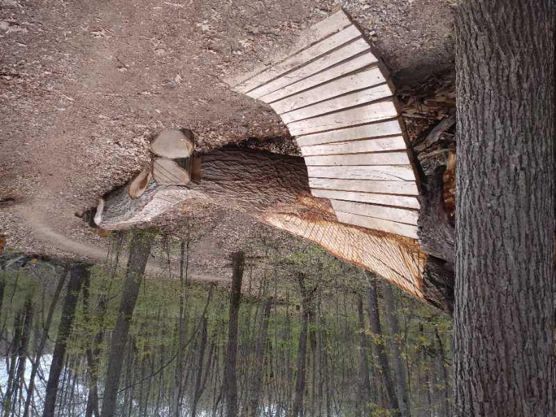 A wooden pathway curves around a large tree stump, surrounded by forested terrain with fallen leaves and a gravel path. The scene captures a tranquil outdoor setting in early spring, with budding trees in the background. DTE Energy Foundation Trail mountain bike trail.