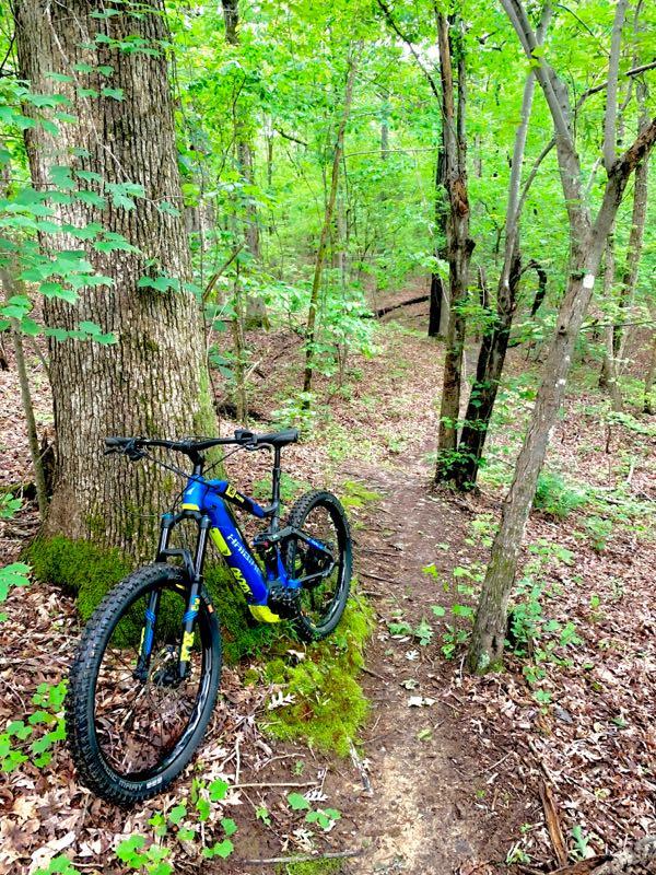 A blue mountain bike rests beside a large tree on a dirt trail surrounded by lush green foliage and small plants. The path winds through a forest with tall trees, indicating a nature setting ideal for biking. Clear Creek mountain bike trail.