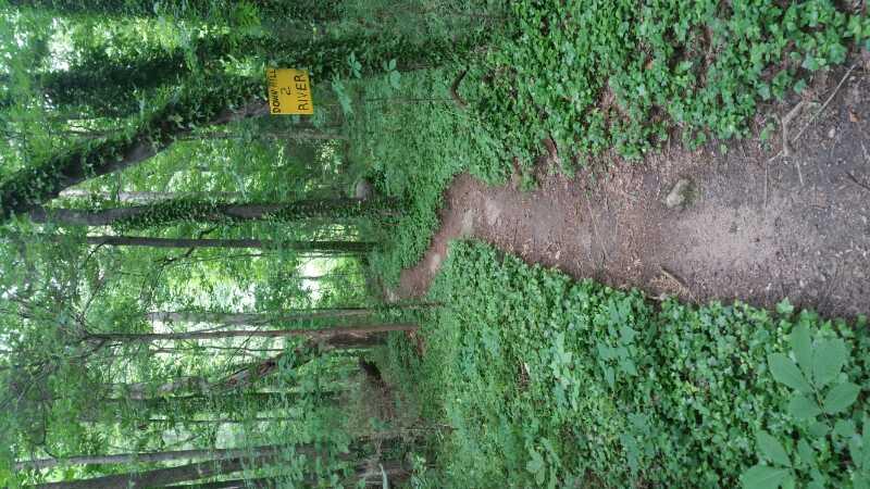 A narrow dirt trail winding through a lush green forest, surrounded by trees and thick foliage. A yellow sign indicating "River" is visible along the path, suggesting proximity to a river. The scene conveys a peaceful, natural setting. Rocky River Trail mountain bike trail.
