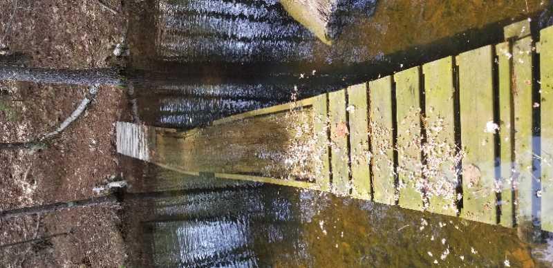 A wooden bridge extending over a calm, reflective body of water, surrounded by trees and scattered leaves on the surface. The angled perspective emphasizes the path leading into the wooded area, highlighting the natural scenery. Mud Lake Trails mountain bike trail.