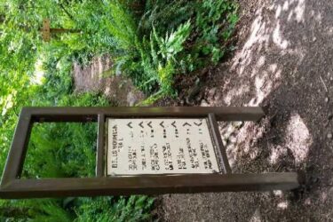 Alt text: A wooden signpost located in a lush green forest, featuring a map or information in multiple languages, surrounded by ferns and trees. Bell Mountain Trail mountain bike trail.