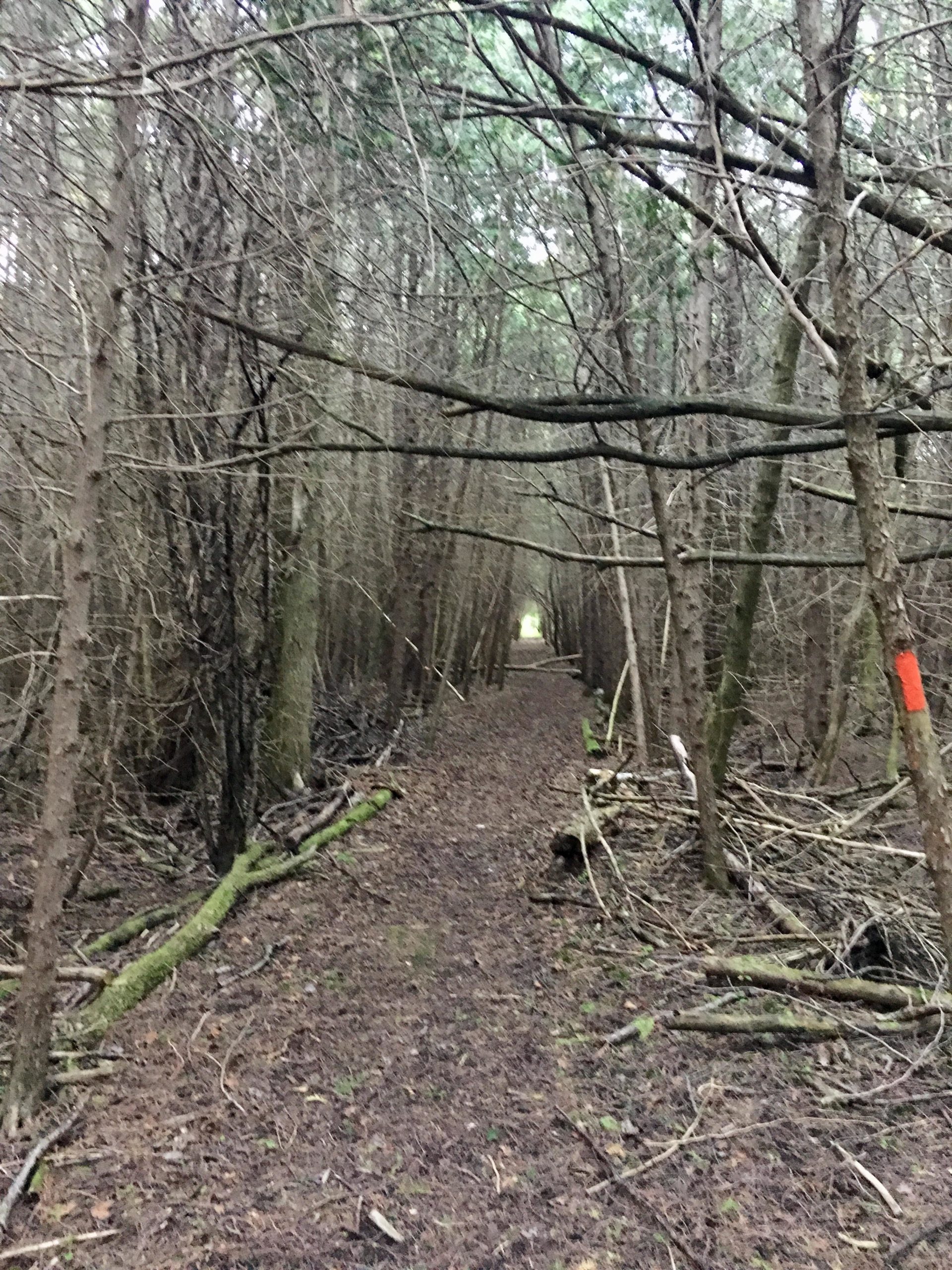 A narrow, unpaved trail winding through a dense forest, flanked by tall, leafless trees and fallen branches. The path is lightly covered with dirt and leaves, and faint light is visible at the end of the trail, indicating an opening in the trees. An orange marker can be seen on one of the trees along the route. Arkell Spring Grounds mountain bike trail.