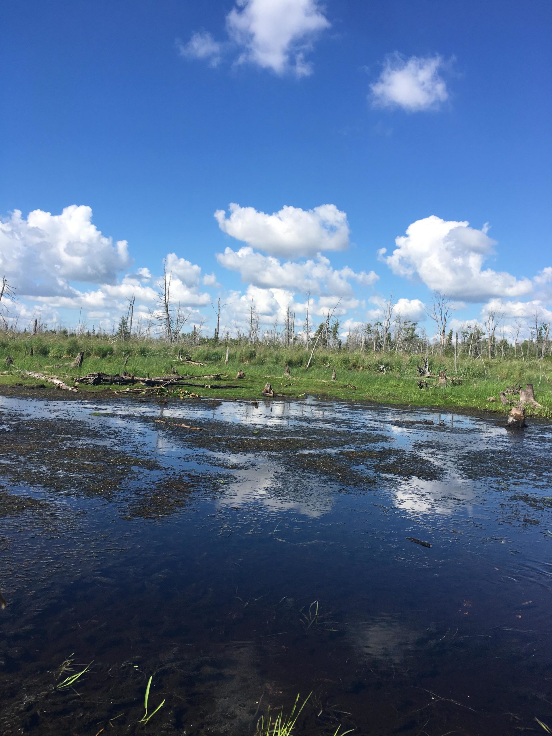 A tranquil wetland scene featuring still water reflecting white clouds in a bright blue sky, surrounded by lush green grass and leafless trees in the background. Luther Marsh mountain bike trail.