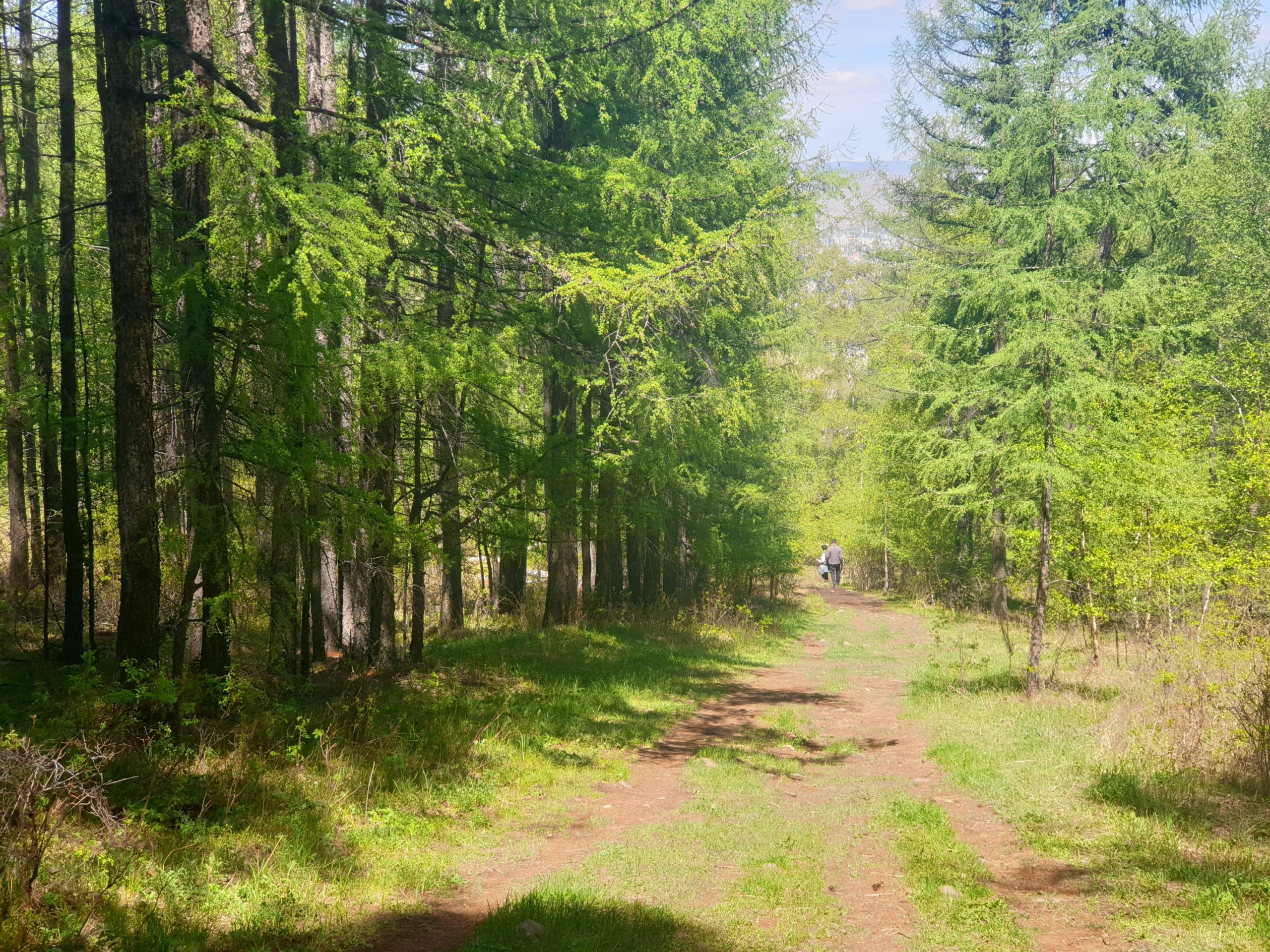 A dirt path meandering through a lush green forest, flanked by tall trees with vibrant foliage. A person is walking along the path, carrying a bag, surrounded by the serene beauty of nature. Sunlight filters through the leaves, creating a peaceful and inviting atmosphere. Zaisan Chutes mountain bike trail.