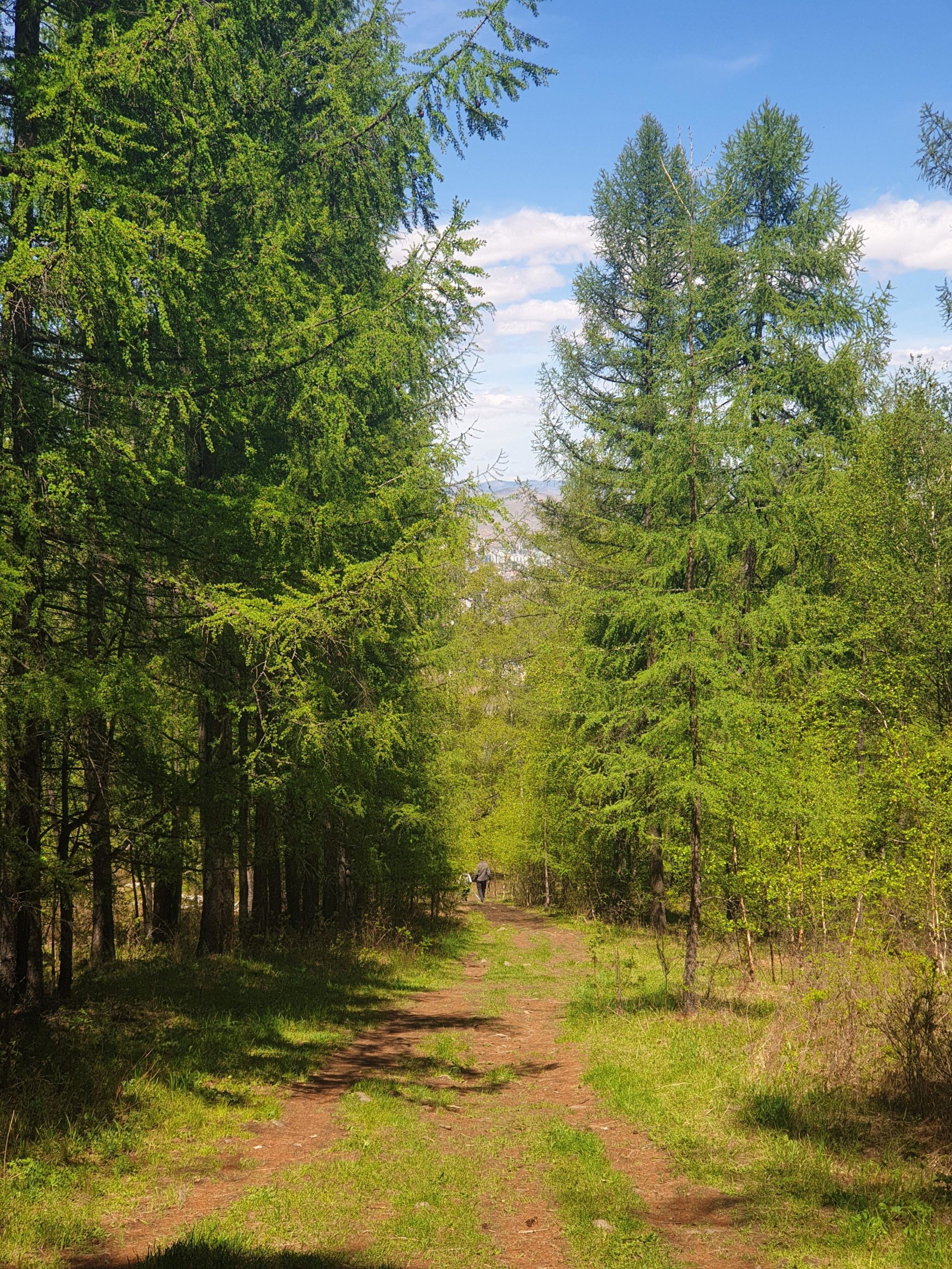 A serene forest pathway lined with tall, green trees under a clear blue sky. The path, which is slightly rocky and surrounded by lush grass, leads into the distance where a figure can be seen walking away. The scene conveys a peaceful and natural setting. Zaisan Chutes mountain bike trail.