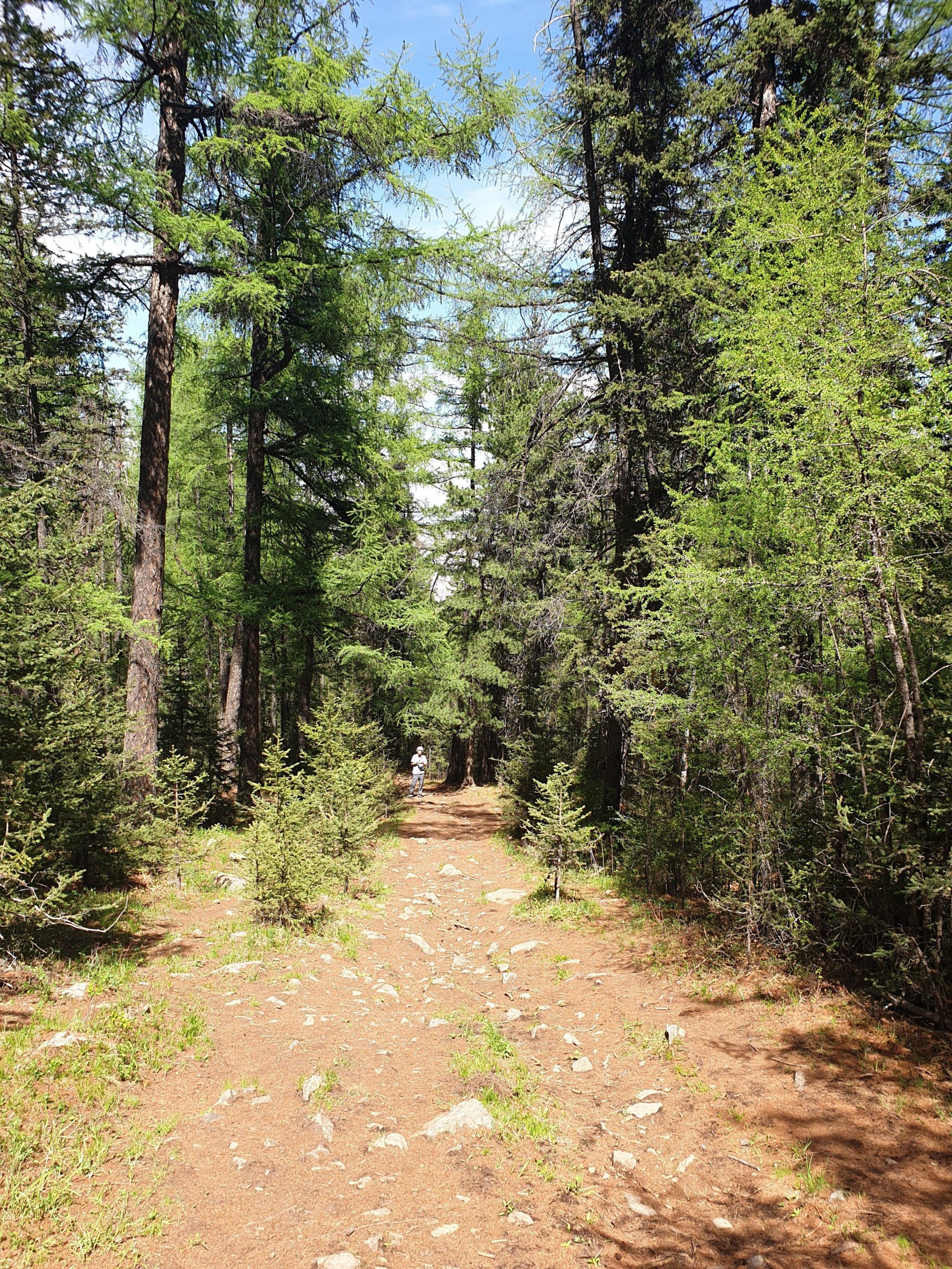 A narrow dirt path winding through a lush green forest, flanked by tall trees and small shrubs. A person can be seen walking along the trail in the distance under a bright blue sky with a few scattered clouds. The ground is covered in rocks and pine needles, creating a natural, serene atmosphere. Zaisan Chutes mountain bike trail.