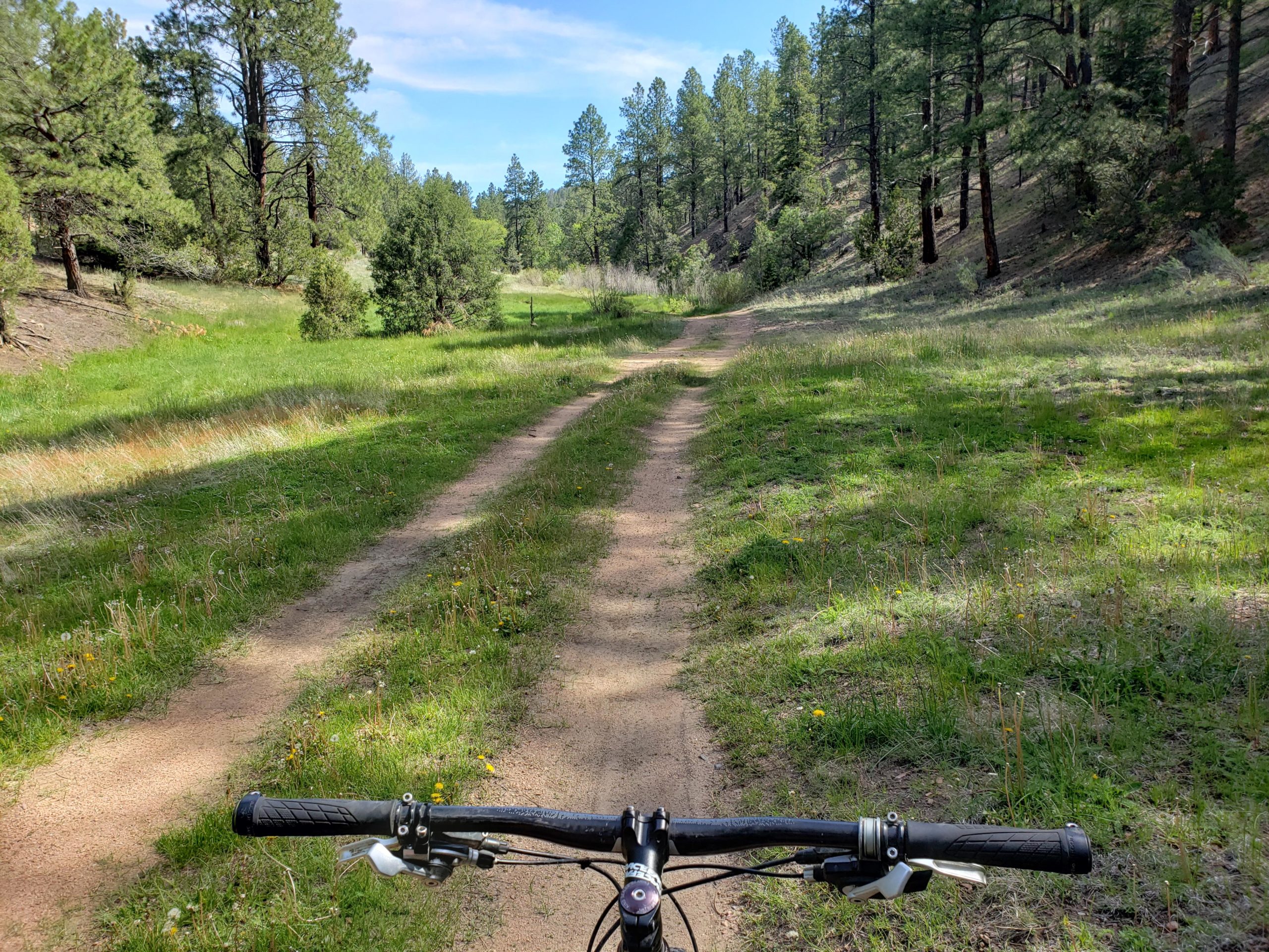A view of a dirt bike path surrounded by green grass and tall pine trees, taken from the perspective of a bicycle handlebar. The path curves gently through the forest under a clear blue sky. Arroyo Hondo Trails mountain bike trail.