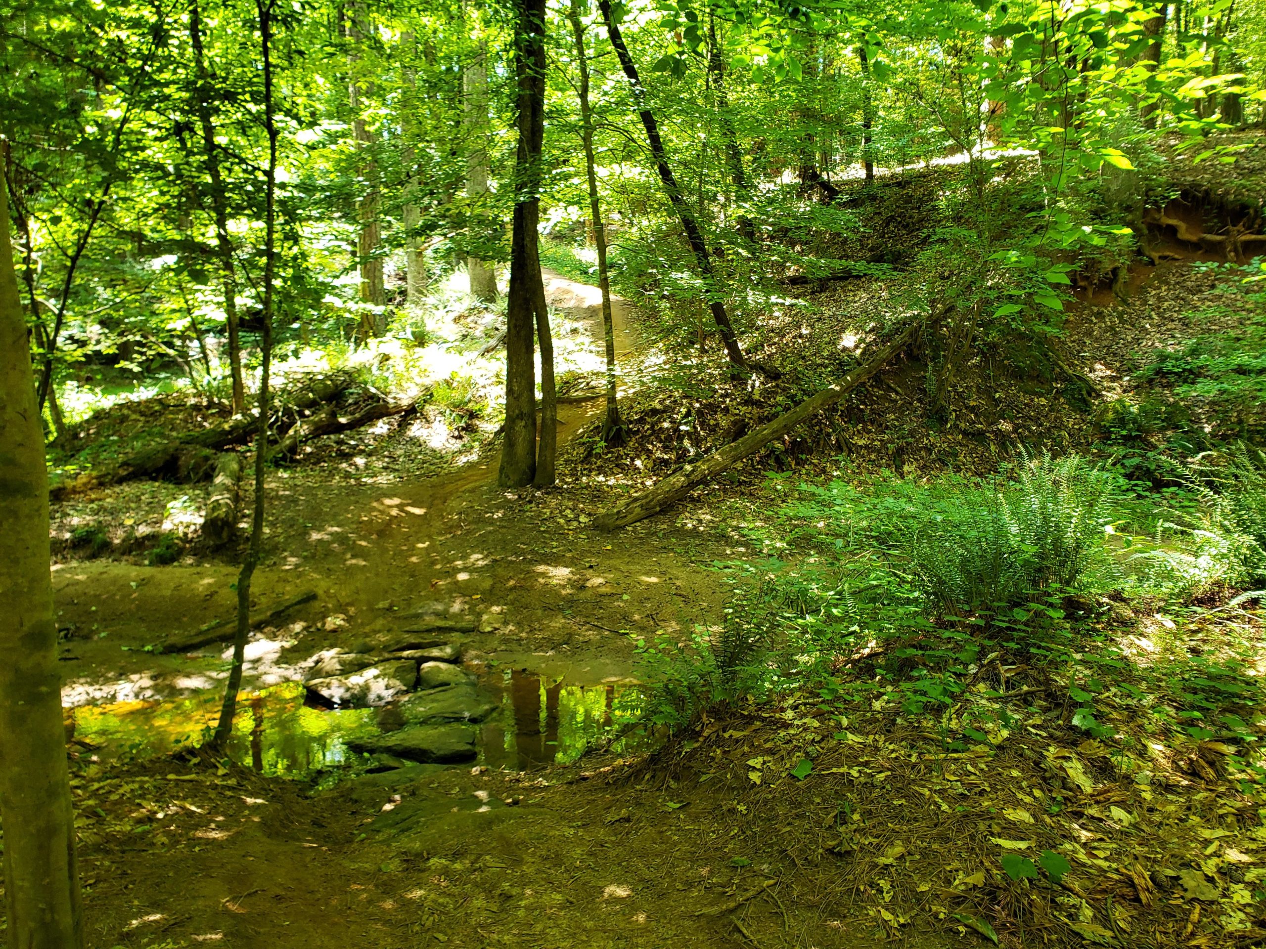 A serene forest scene depicting a sunlit pathway winding through lush green trees. The ground is covered with leaves and soil, leading to a small body of water that reflects the surrounding greenery. Ferns and other plants grow along the path, enhancing the natural beauty of the environment. Driftwood mountain bike trail.