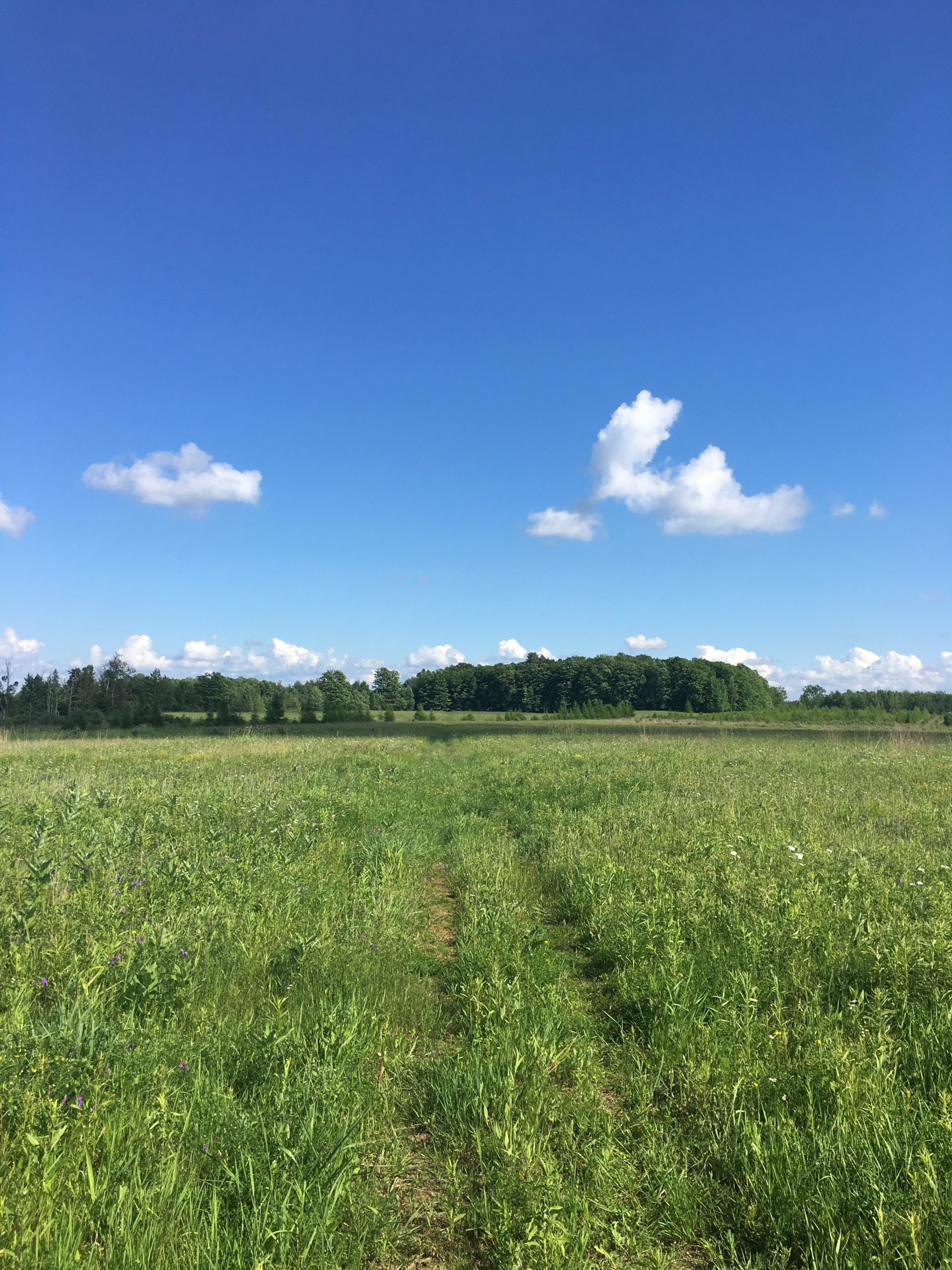 A serene landscape featuring a grassy field with a dirt path leading towards a tree line under a clear blue sky adorned with fluffy white clouds. Luther Marsh mountain bike trail.