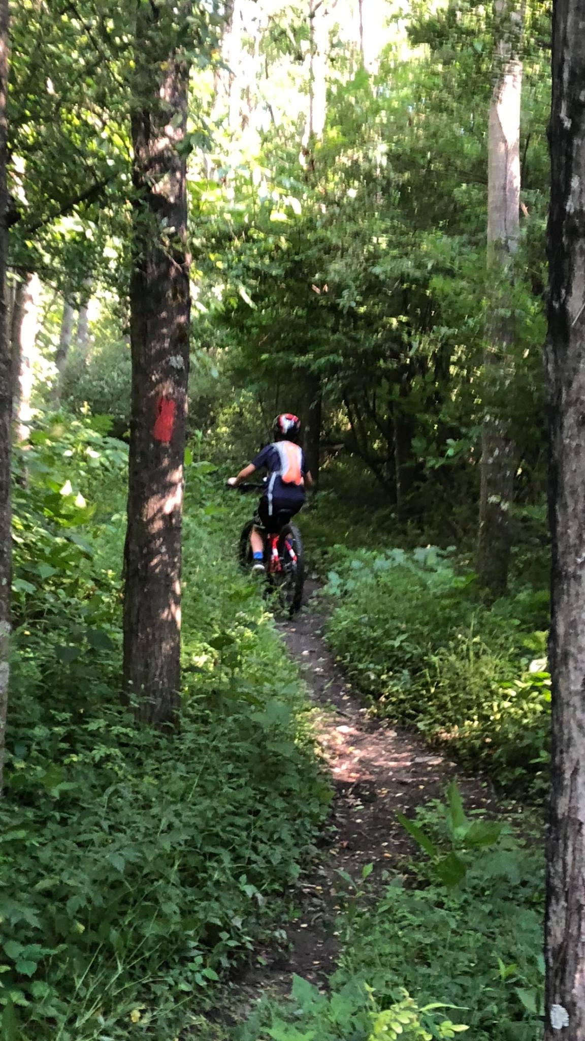 A person riding a mountain bike on a narrow, wooded trail surrounded by greenery and trees. The trail is marked with a red symbol on a tree trunk, suggesting it's part of a biking route. Sunlight filters through the leaves, creating a bright, natural atmosphere. Bavington mountain bike trail.