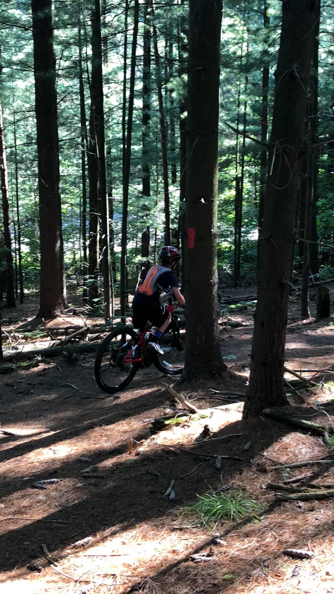 A person riding a mountain bike on a wooded trail surrounded by tall trees and dappled sunlight filtering through the leaves. Pine needles and twigs cover the ground, with a faint red mark on a tree indicating the trail path. Bavington mountain bike trail.