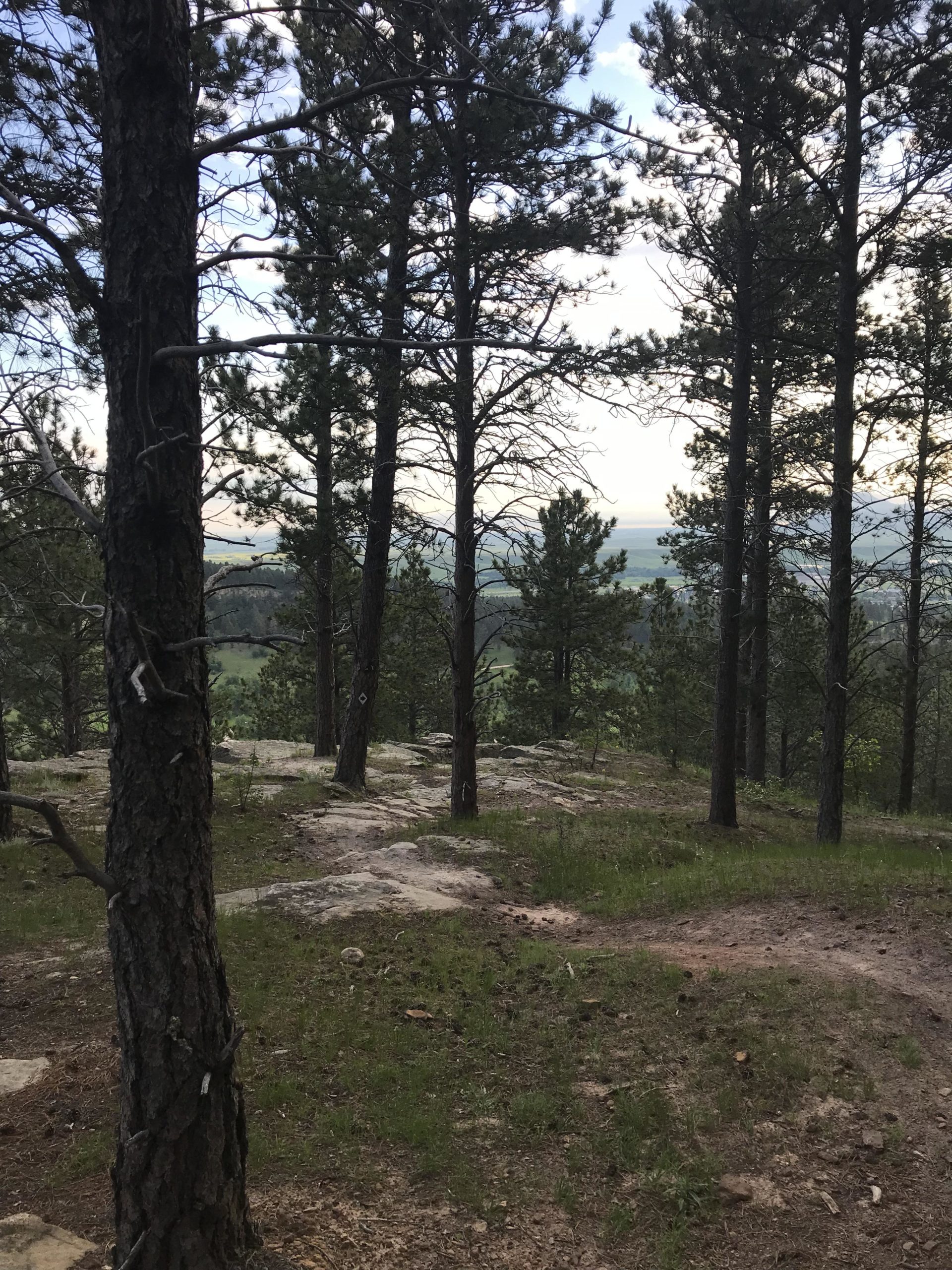 A forest landscape featuring tall pine trees, rocky terrain, and a view of the rolling hills in the distance under a partly cloudy sky. The ground is covered in grass and small rocks, creating a natural hiking path. Bulldog mountain bike trail.