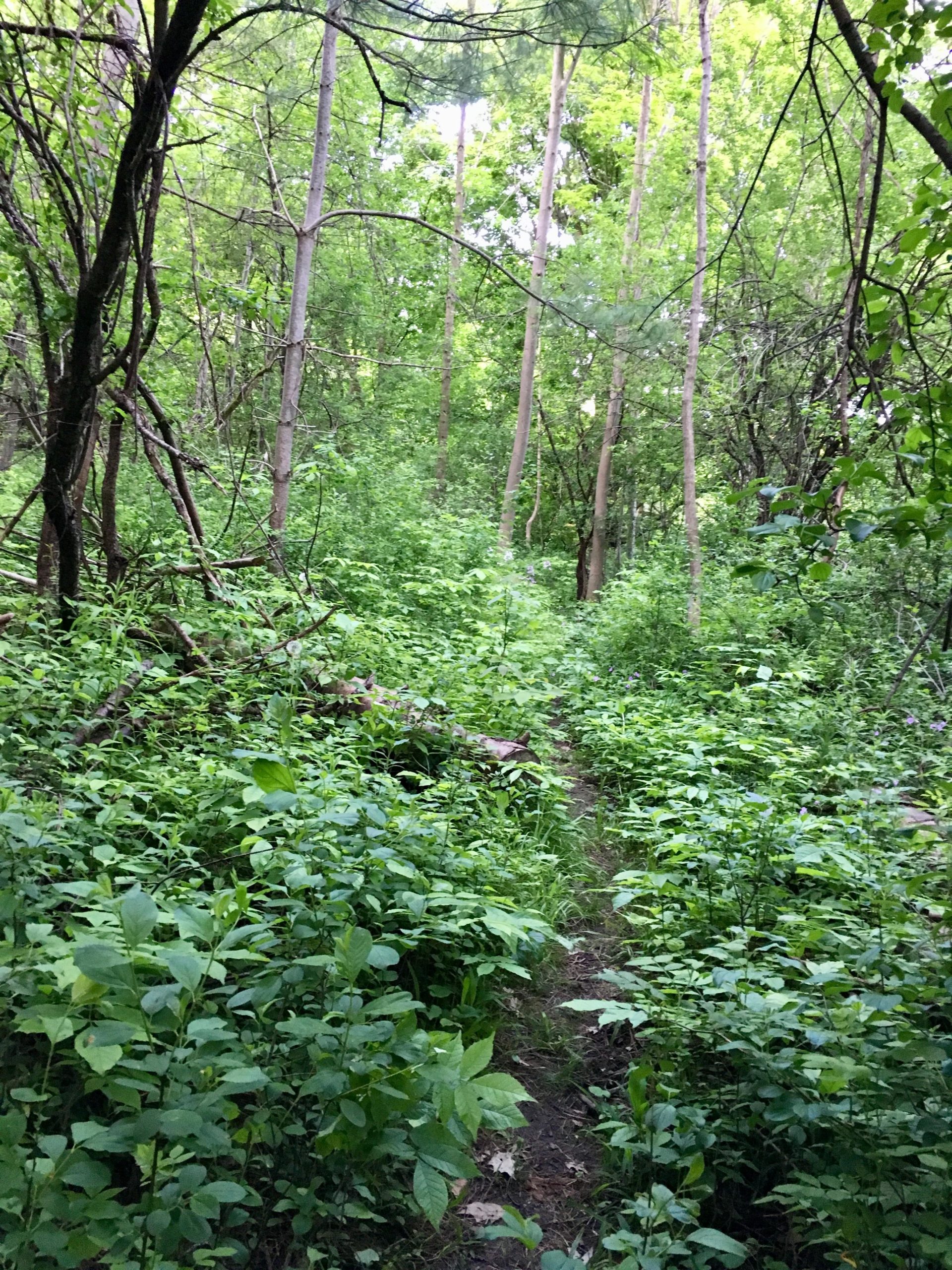 A lush, green forest path surrounded by dense foliage and tall trees. The trail is slightly visible, winding through the vibrant undergrowth, inviting exploration into the tranquil nature scene. Inverse of kains mountain bike trail.