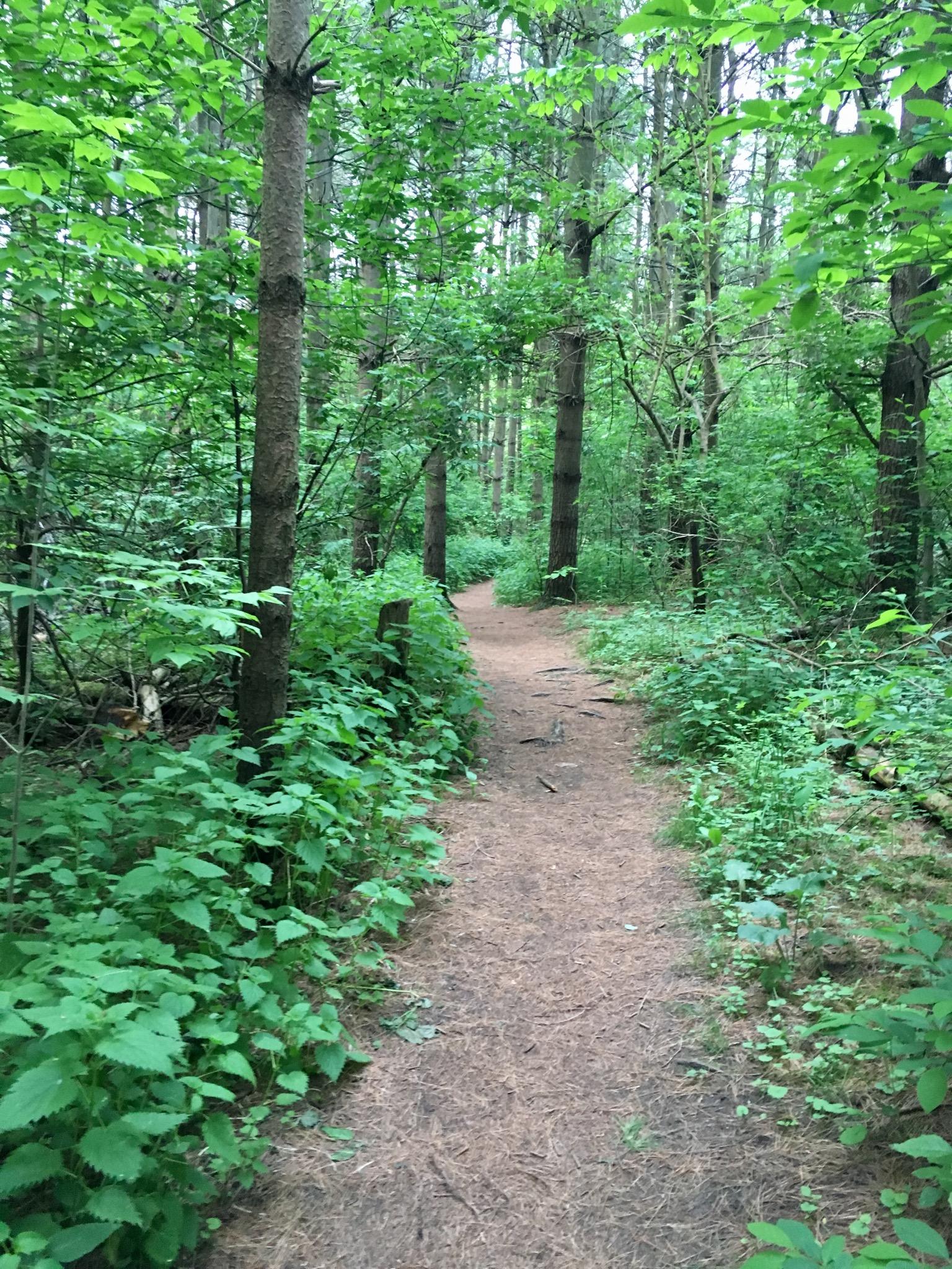 A serene dirt path winding through a lush green forest, surrounded by tall trees and dense foliage. The ground is covered in pine needles, and vibrant greenery lines the sides of the trail, creating a tranquil, natural atmosphere. Komoka Trails mountain bike trail.