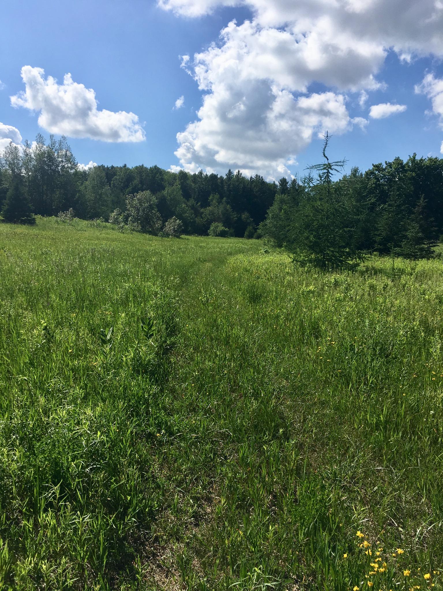 A bright, sunny meadow with lush green grass and a clear blue sky filled with fluffy white clouds. In the background, a dense forest of varying shades of green trees creates a natural border. A narrow path leads through the grass, inviting exploration. Luther Marsh mountain bike trail.