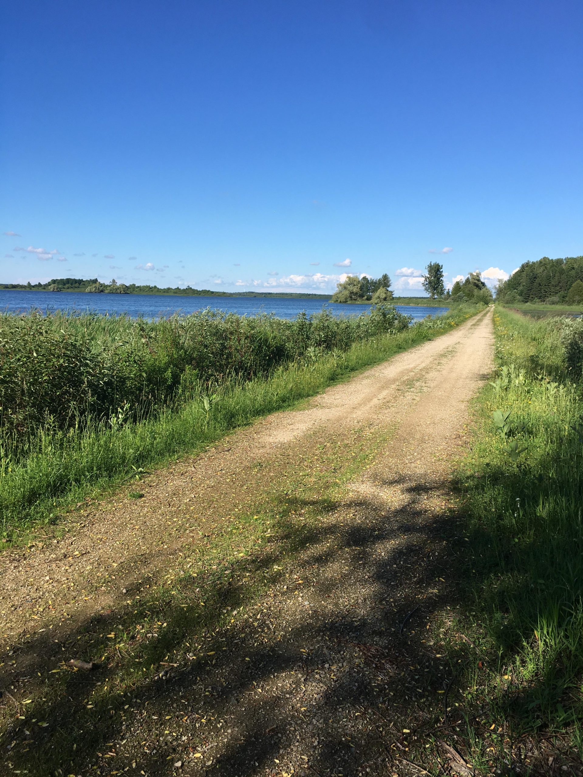 A scenic dirt path runs alongside a tranquil lake, surrounded by lush green vegetation and trees. The sky is bright blue with a few fluffy clouds, creating a serene outdoor atmosphere. Luther Marsh mountain bike trail.