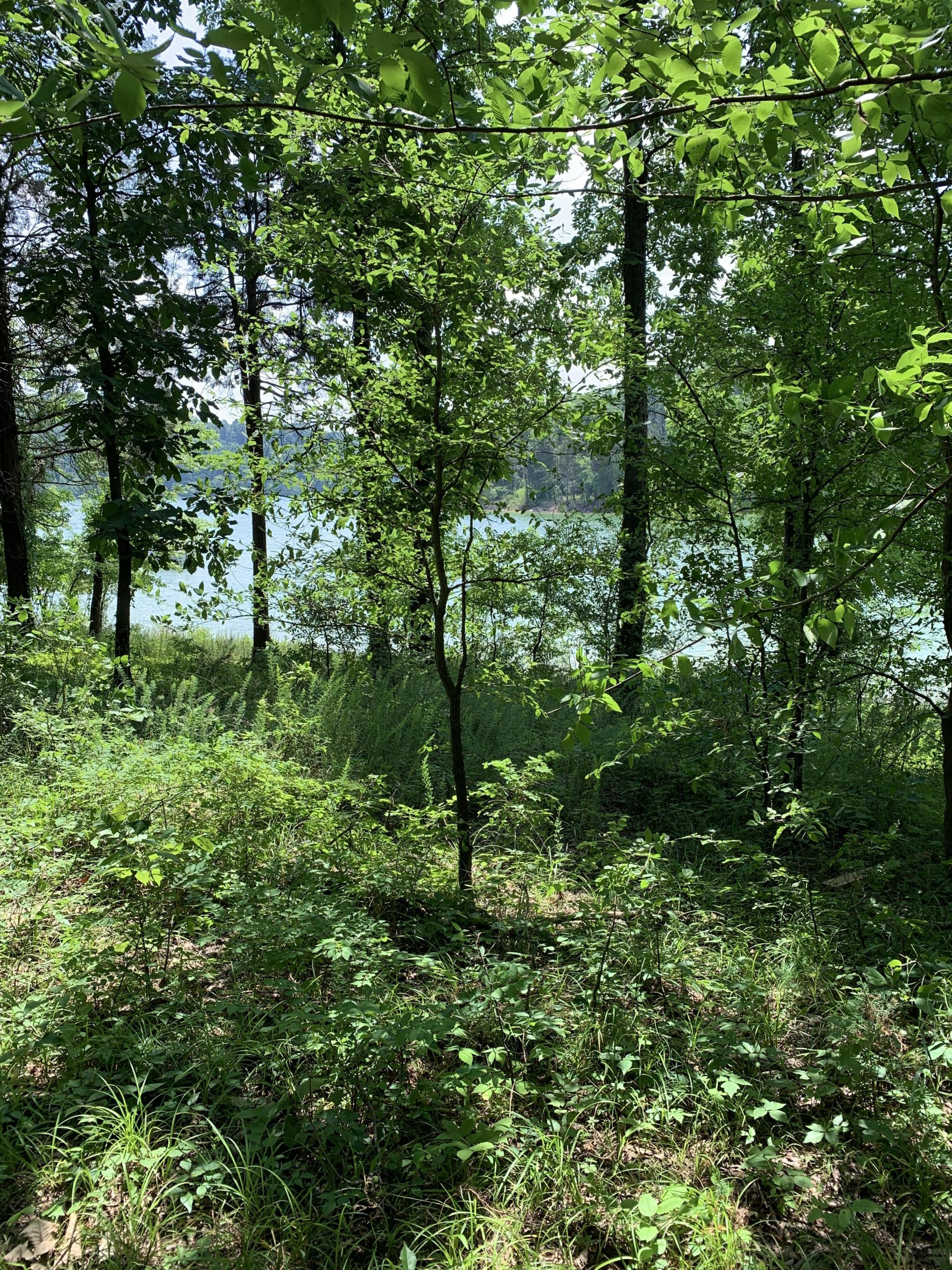 A lush green forest scene featuring a variety of trees and dense undergrowth, with a glimpse of a lake visible through the foliage in the background. The scene is illuminated by sunlight filtering through the leaves. Brier Creek mountain bike trail.