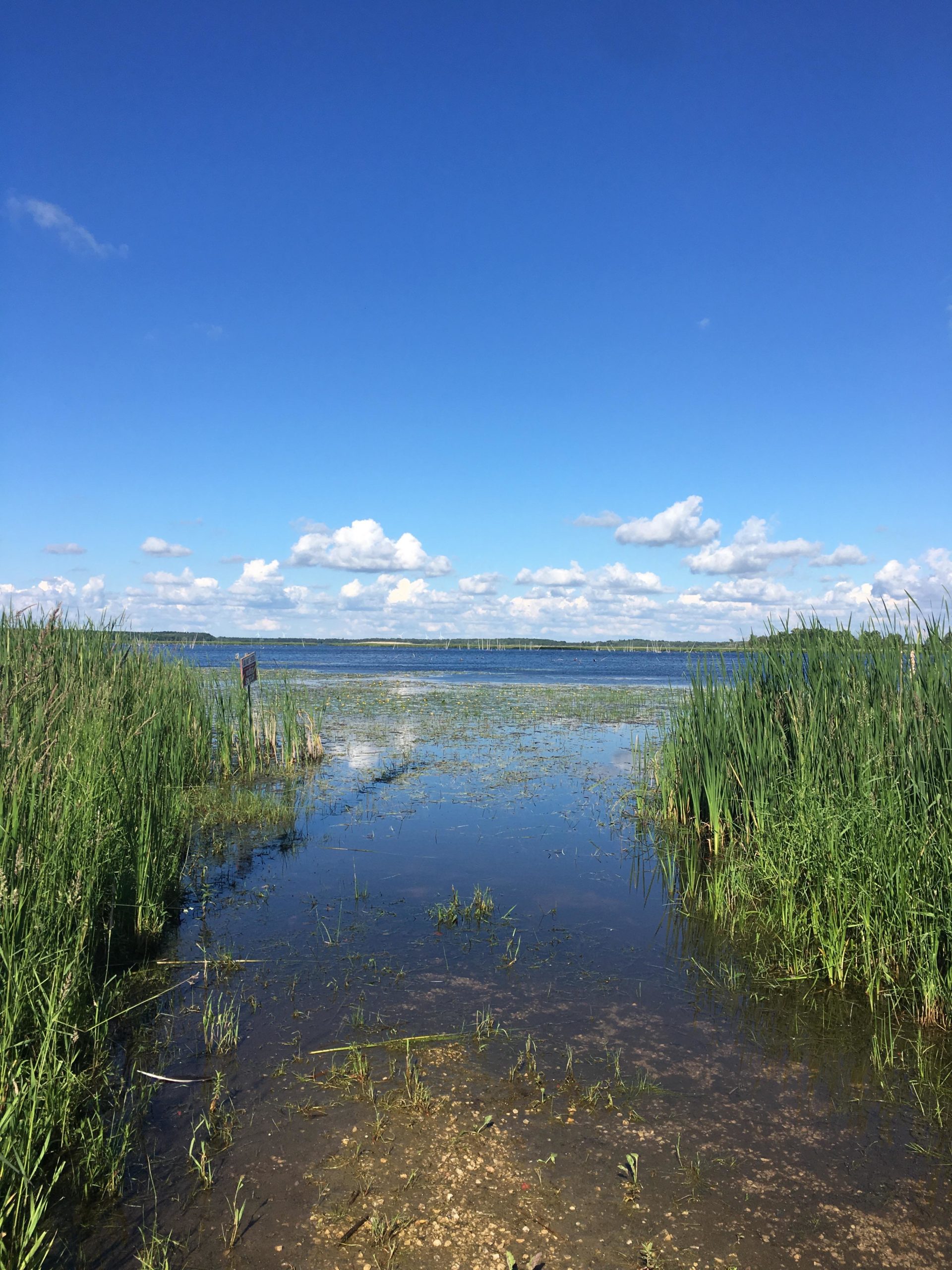 A serene landscape featuring a calm body of water bordered by lush green grass and reeds, under a bright blue sky with fluffy white clouds. The scene invites a sense of tranquility and nature's beauty. Luther Marsh mountain bike trail.