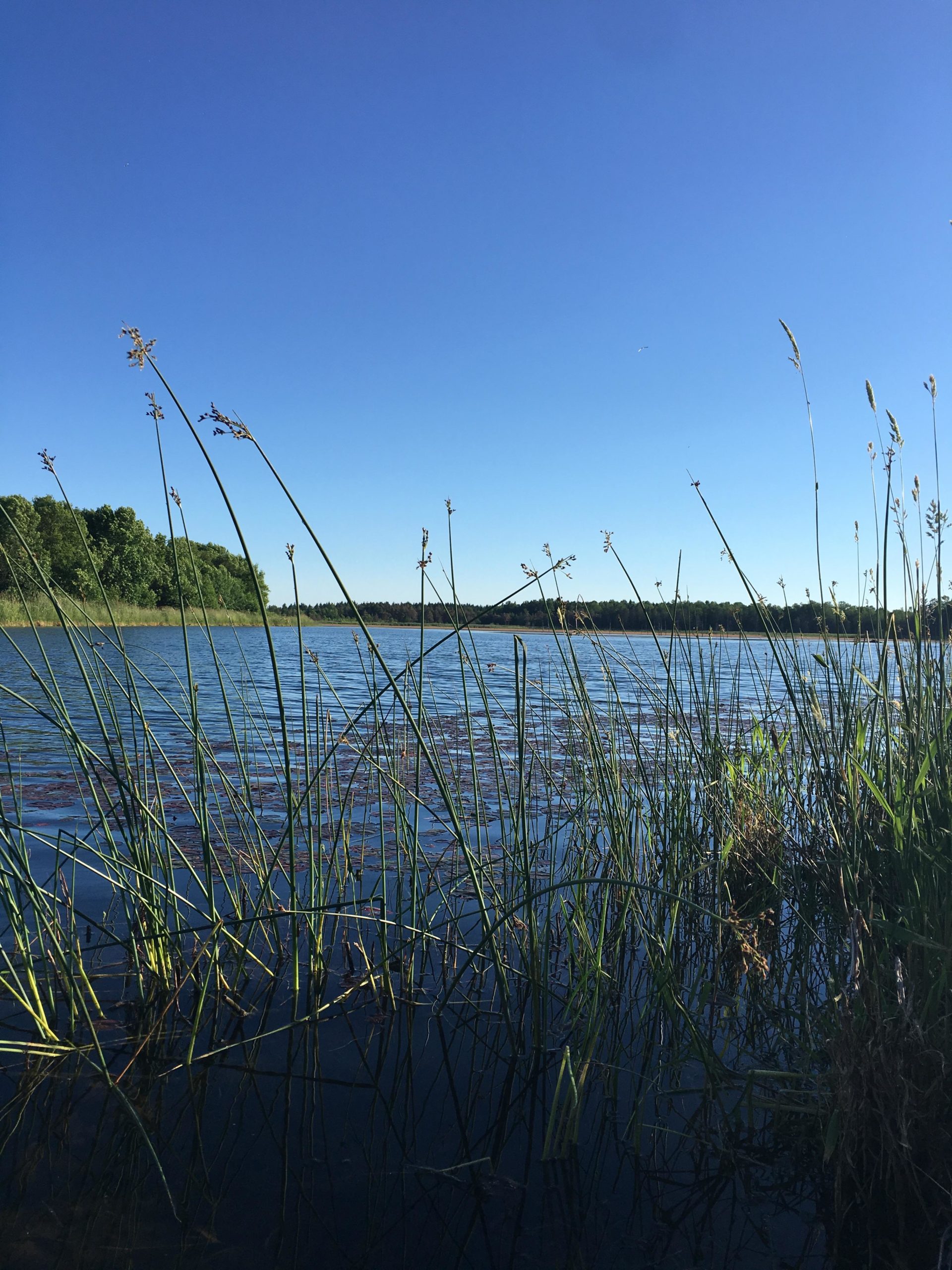 A tranquil view of a calm lake surrounded by tall grasses under a clear blue sky. The water reflects the serene landscape, with trees visible in the background. Luther Marsh mountain bike trail.