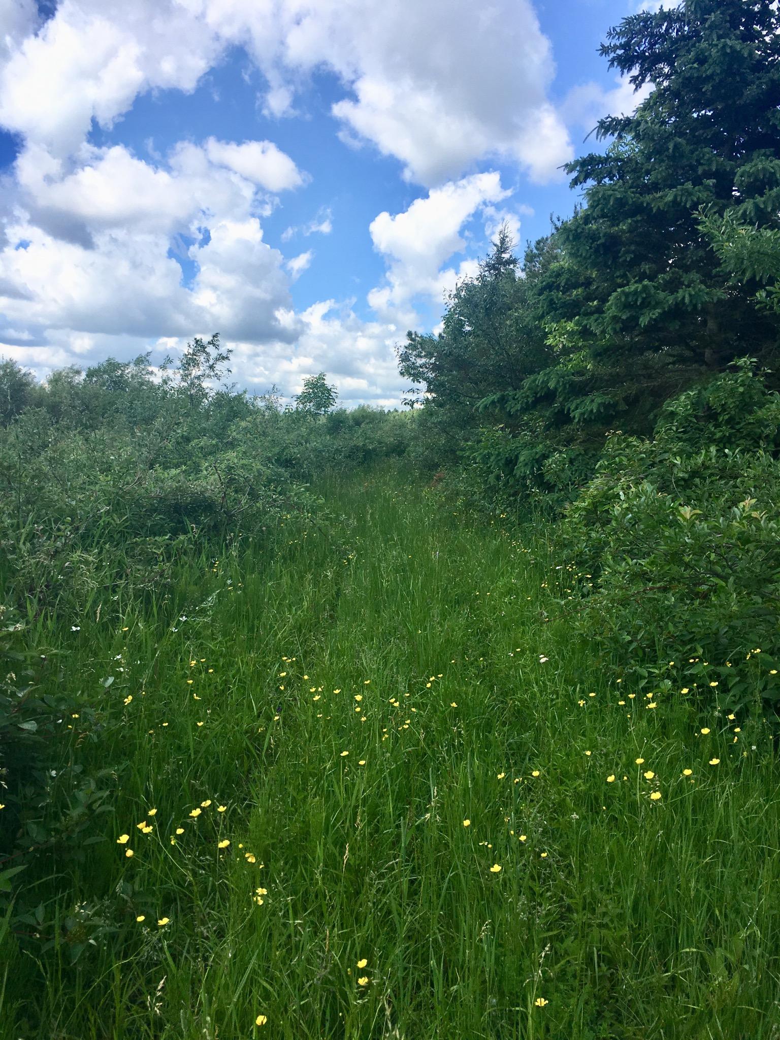 A grassy path through lush greenery, dotted with small yellow flowers, under a partly cloudy blue sky. Luther Marsh mountain bike trail.