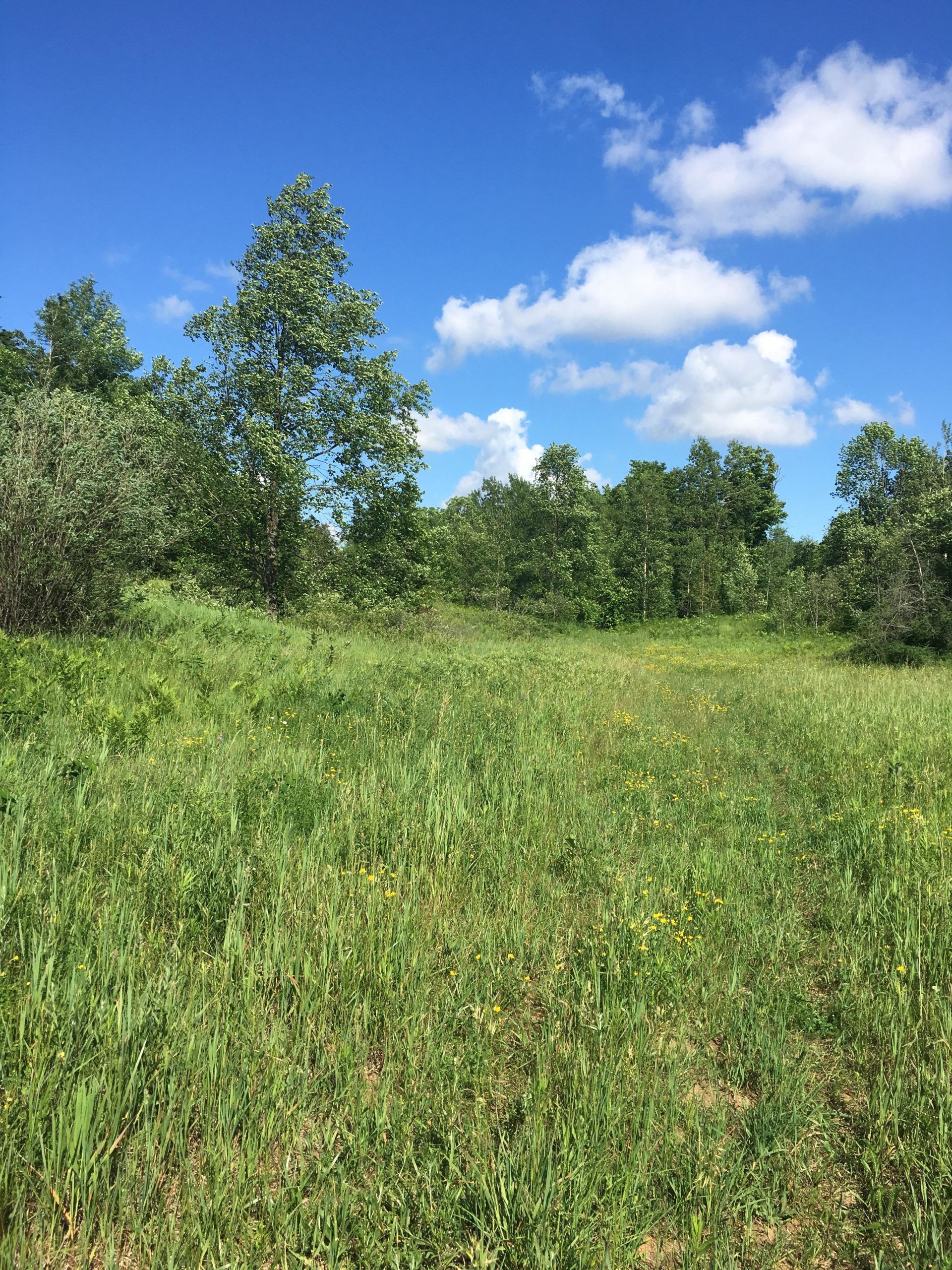 A sunny landscape featuring a grassy field dotted with wildflowers, surrounded by trees under a bright blue sky with scattered clouds. Luther Marsh mountain bike trail.