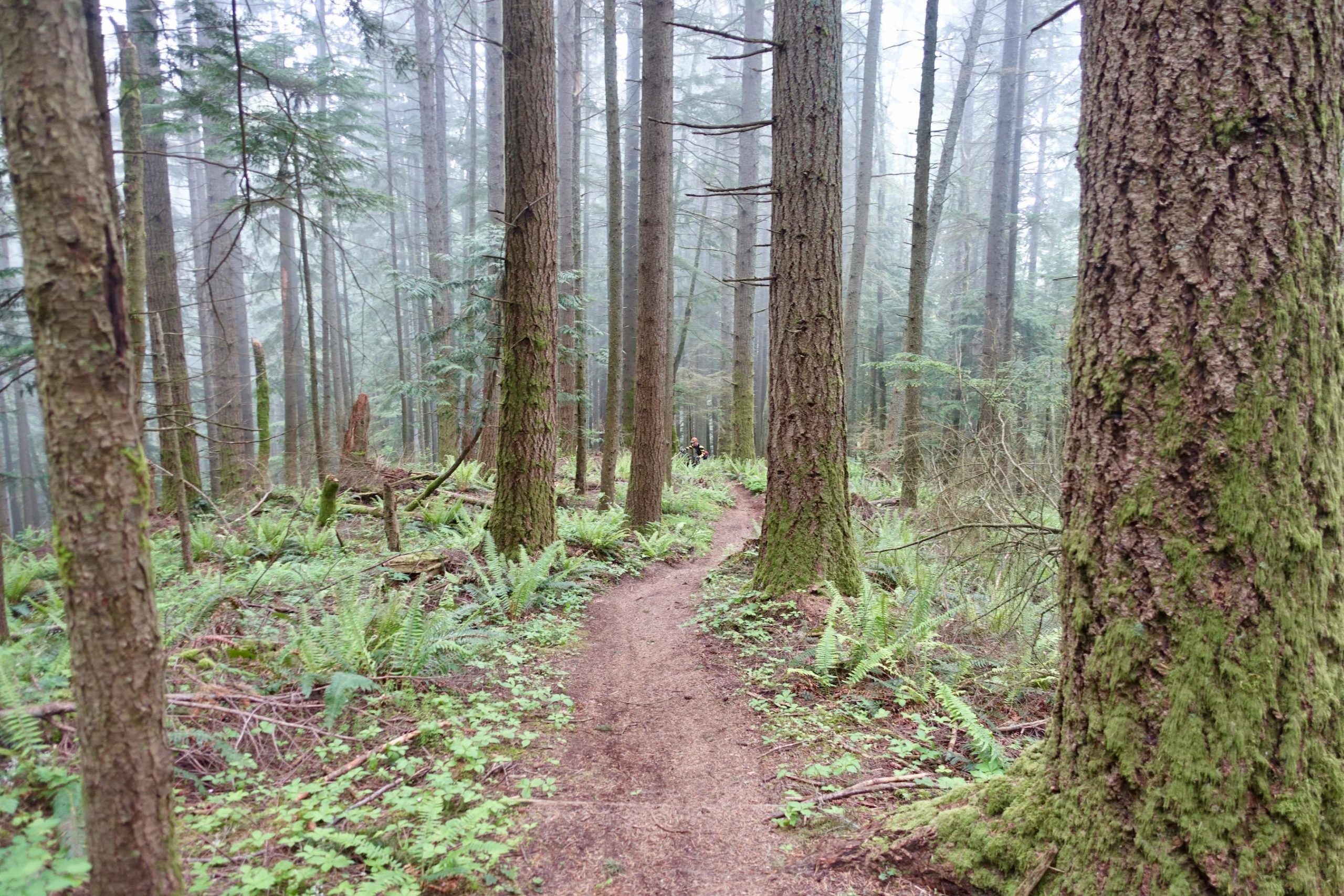 Rufus Creek Trail Mountain Bike Trail in Bellingham, Washington