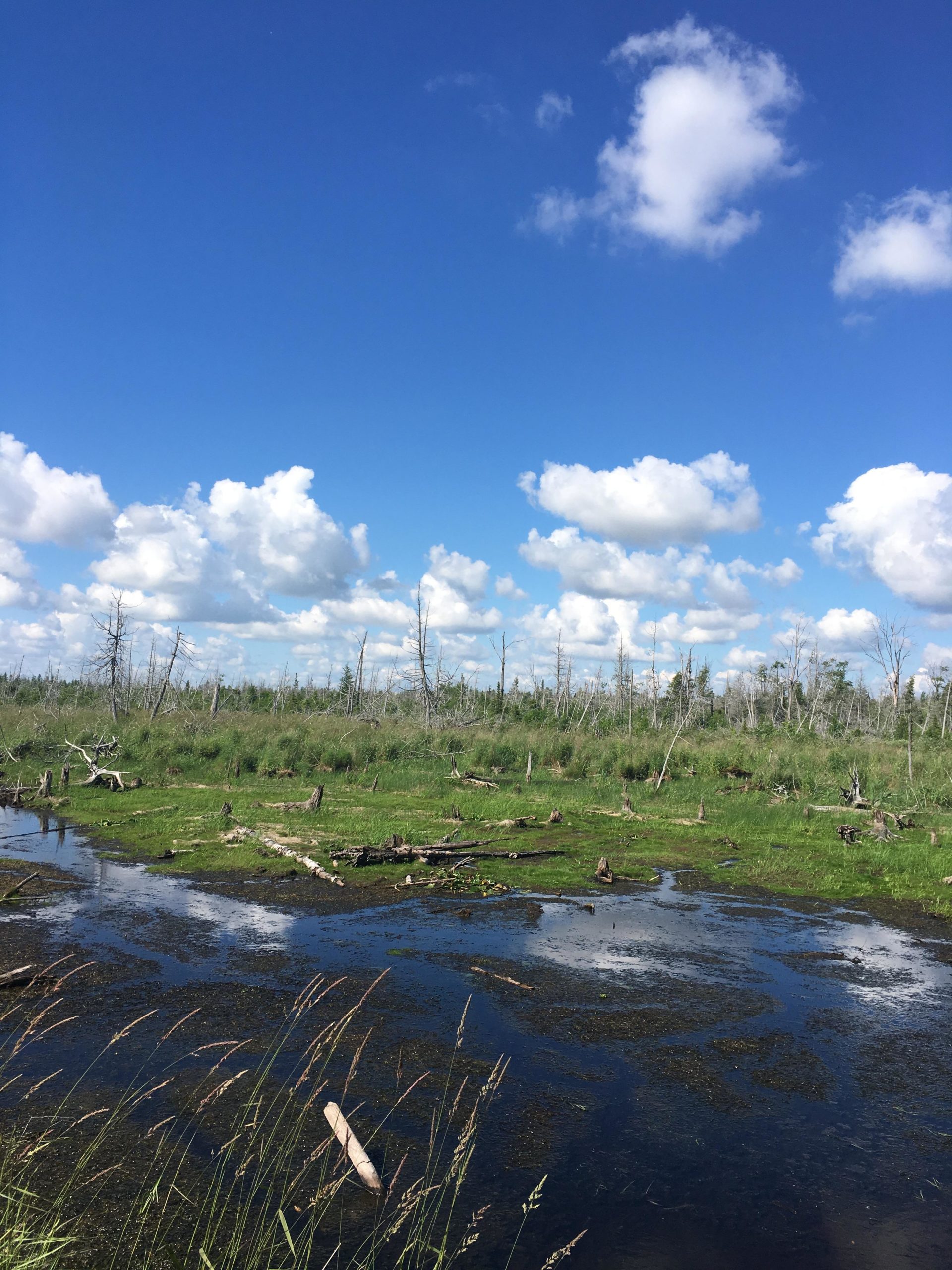 A scenic view of a wetland area featuring a clear blue sky with fluffy white clouds. The foreground includes a winding waterway with patches of green vegetation and scattered fallen logs, while the background shows sparse trees and tall grasses. Luther Marsh mountain bike trail.