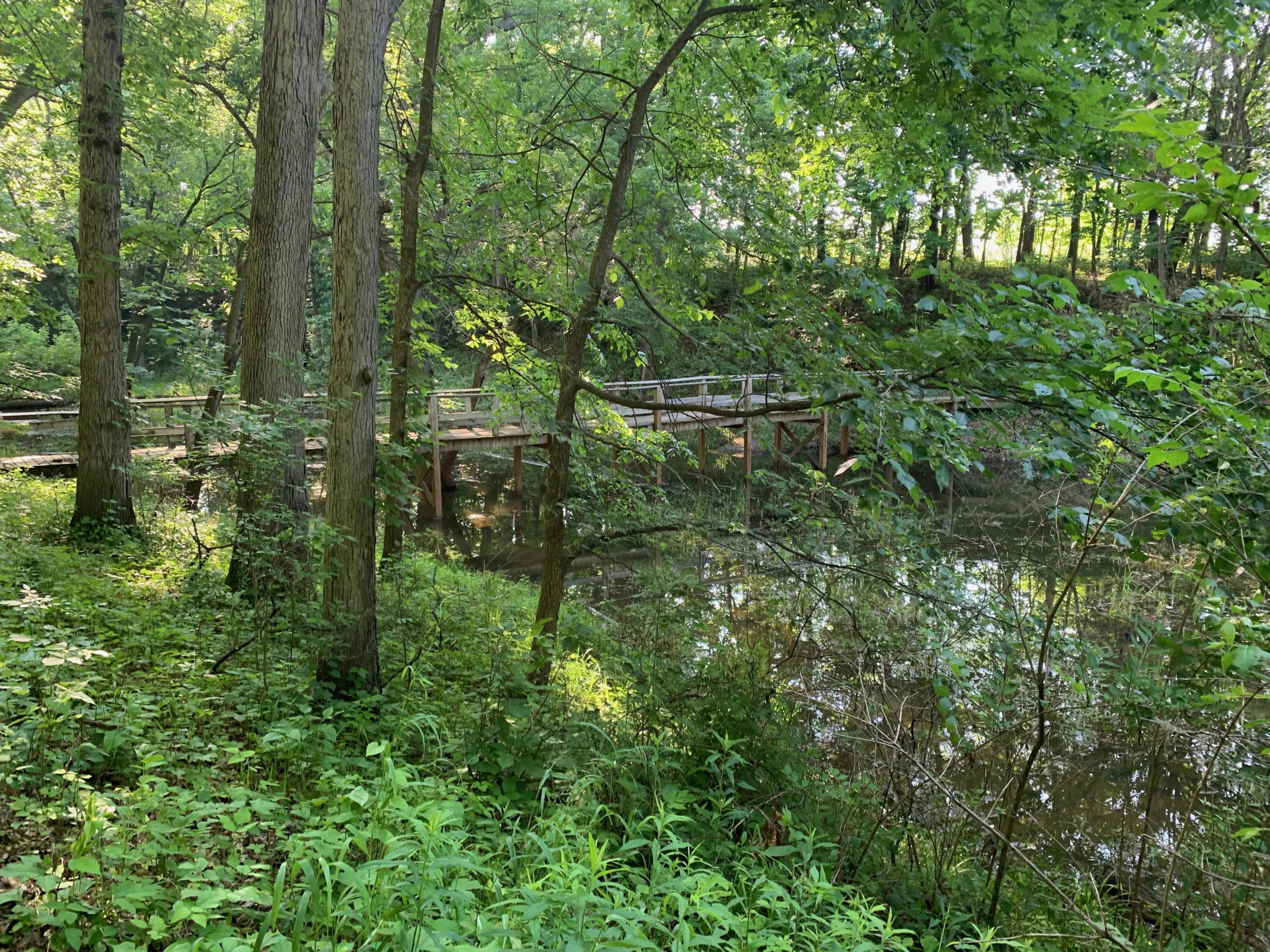 A wooden bridge extends over a calm, reflective body of water surrounded by lush green vegetation and tall trees in a serene forest setting. Sugar Bottom mountain bike trail.