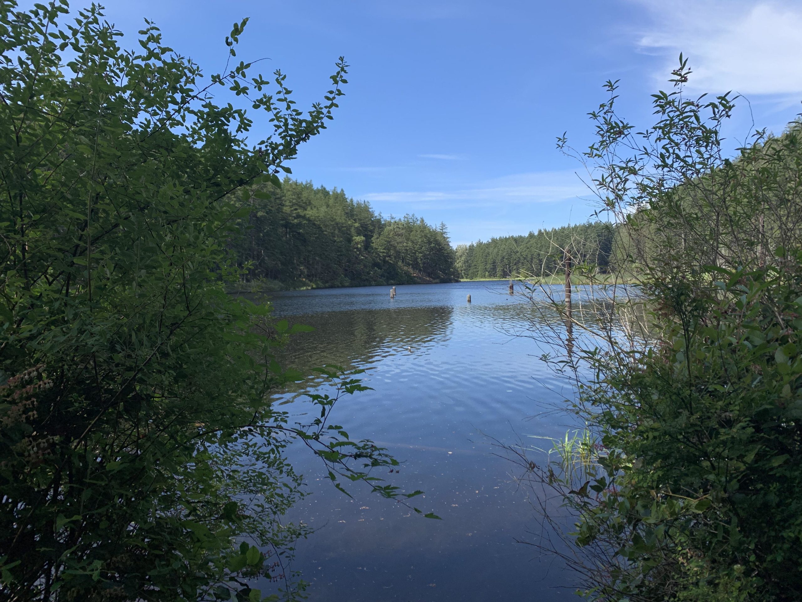 A serene view of a calm lake surrounded by lush greenery and tall trees under a clear blue sky. The water reflects the landscape, creating a peaceful natural setting. Cranberry Lake mountain bike trail.