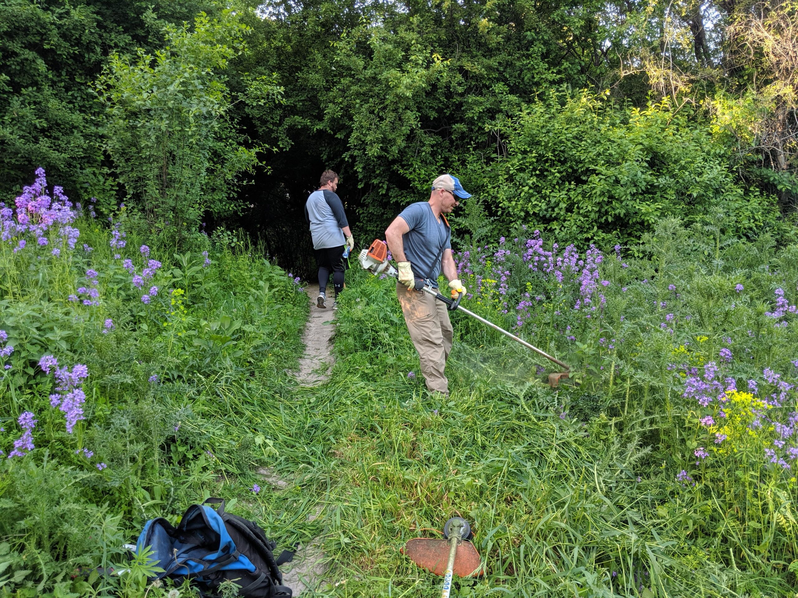 A person using a string trimmer to mow grass along a narrow path through a lush garden filled with tall green plants and blooming purple flowers. Another individual can be seen walking away in the background, surrounded by dense greenery. A backpack rests on the ground nearby.