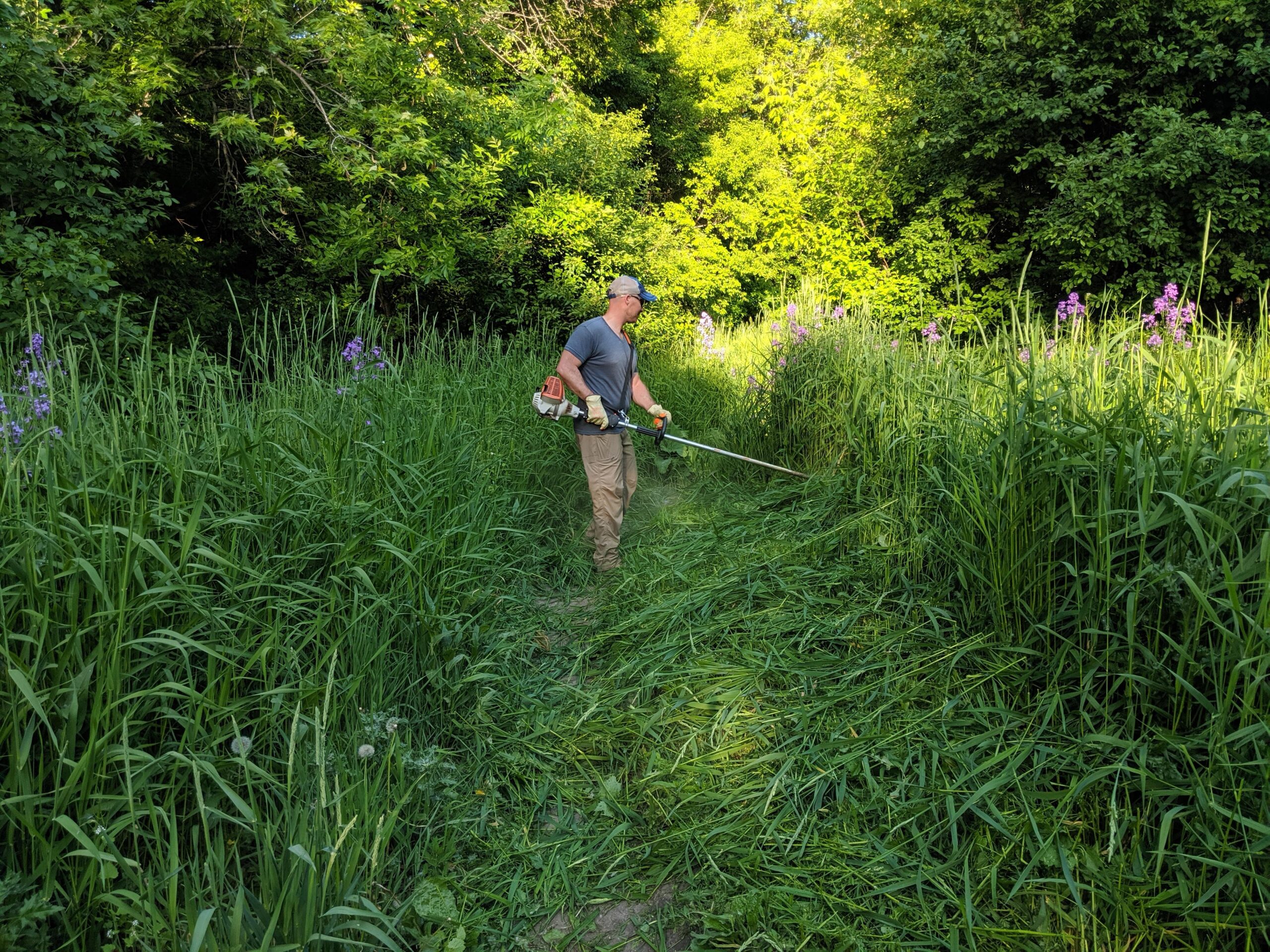 A person using a string trimmer to cut grass along a pathway surrounded by tall greenery and wildflowers on a sunny day.