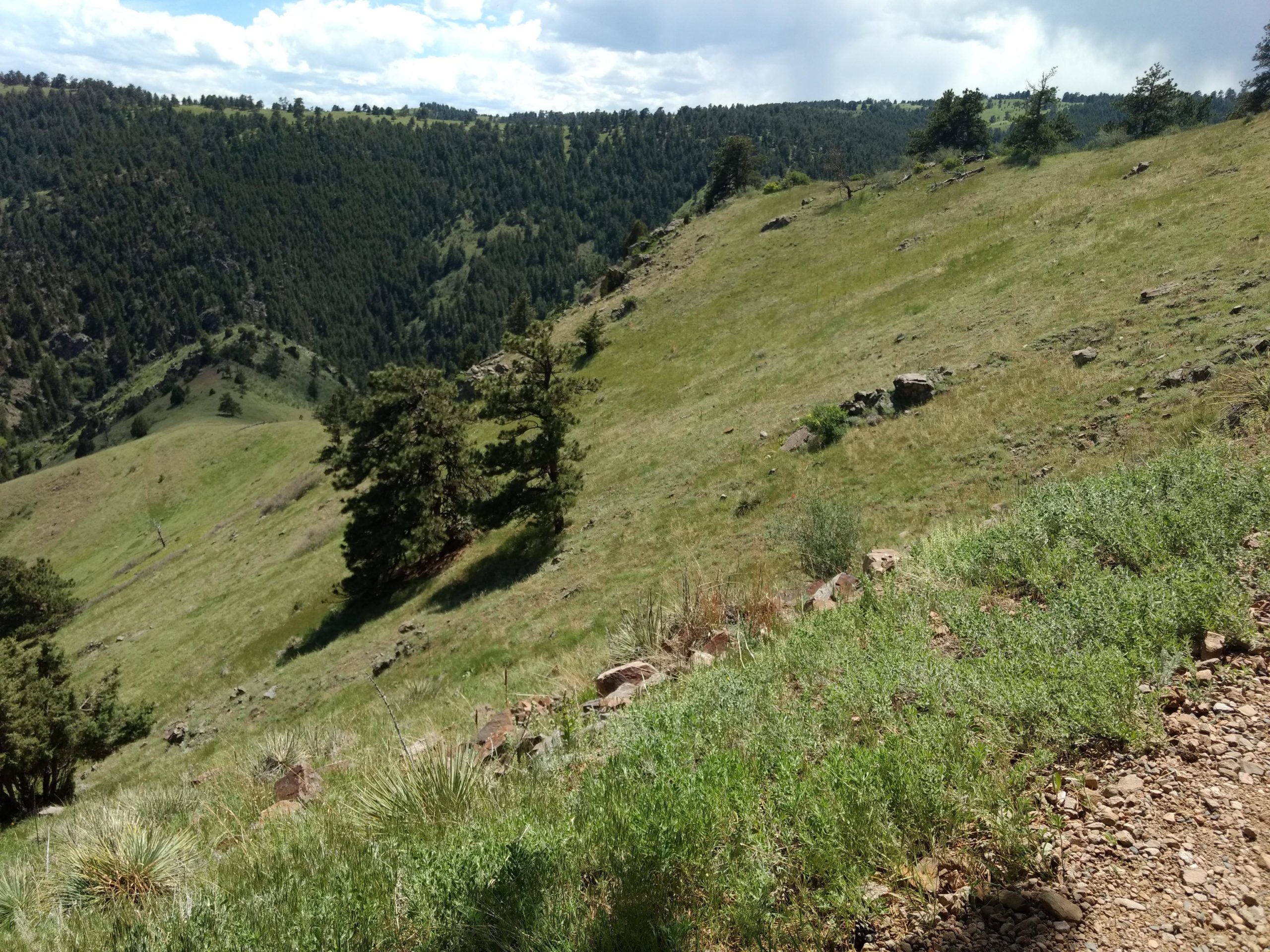 A lush, green hillside slopes down into a valley, dotted with scattered trees and rocky outcrops under a partly cloudy sky. The landscape is vibrant with grass and small shrubs, showcasing a serene natural environment typical of mountainous terrain. White Ranch mountain bike trail.