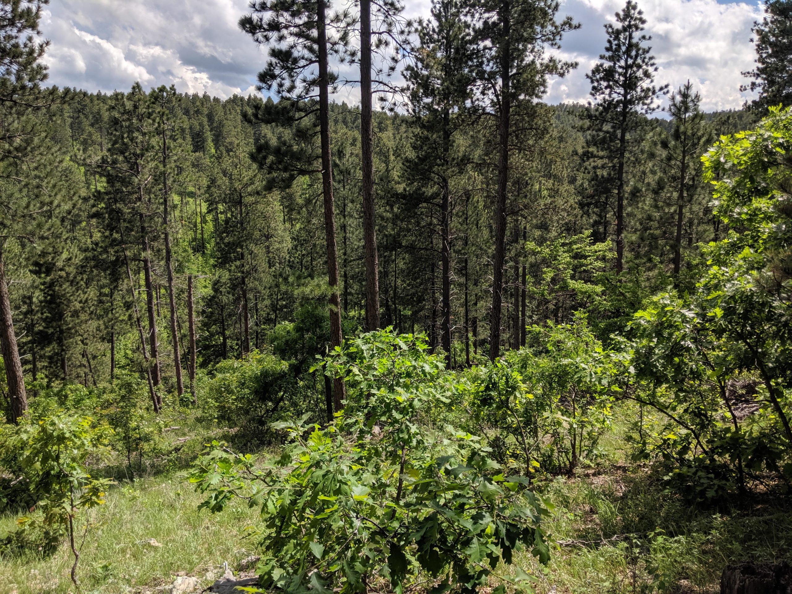 A dense forest landscape featuring tall pine trees, lush greenery, and underbrush, with a cloudy sky in the background. Tinton Trail mountain bike trail.