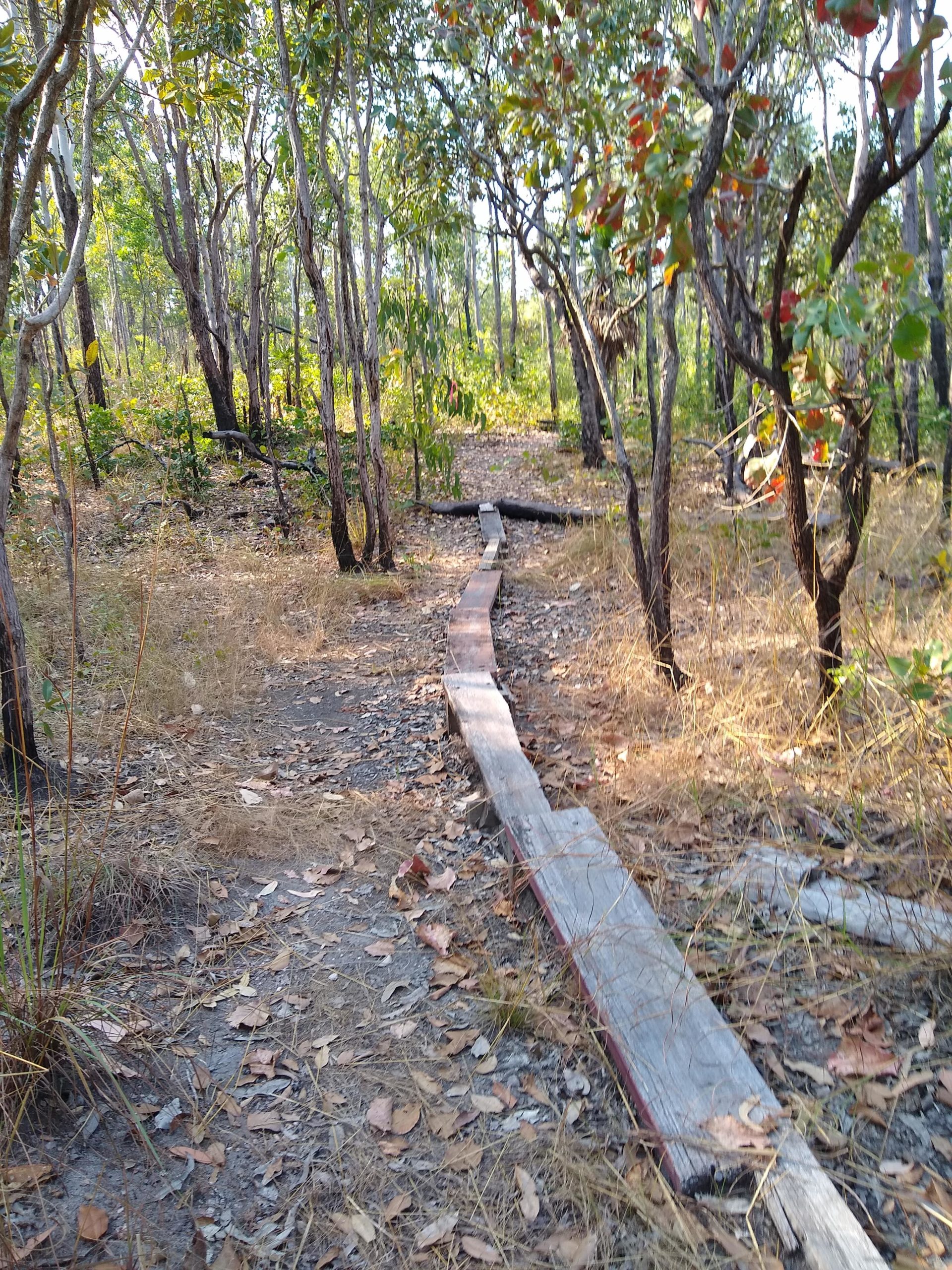 A dirt path winding through a forest, bordered by trees with green foliage and some reddish leaves. A wooden plank walkway runs along the path, surrounded by dry grass and fallen leaves scattered on the ground. The scene shows a natural, tranquil outdoor setting. Spokes Track mountain bike trail.
