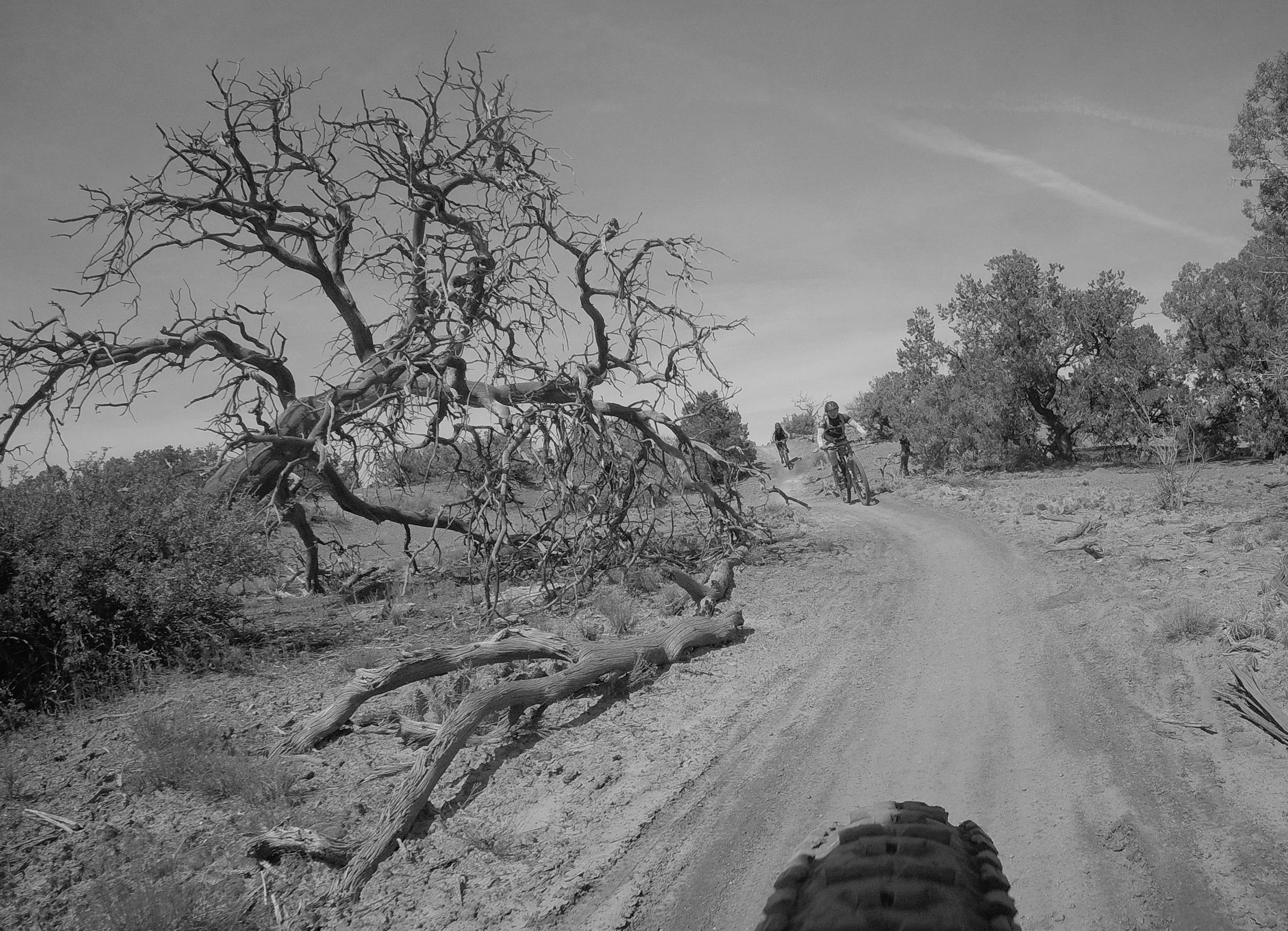 Mountain bikers riding along a dirt trail surrounded by arid landscapes, with a gnarled, leafless tree in the foreground and shrubs and trees in the background. The image is in black and white, capturing the rugged terrain and outdoor adventure atmosphere. Dead Horse Point State Park mountain bike trail.