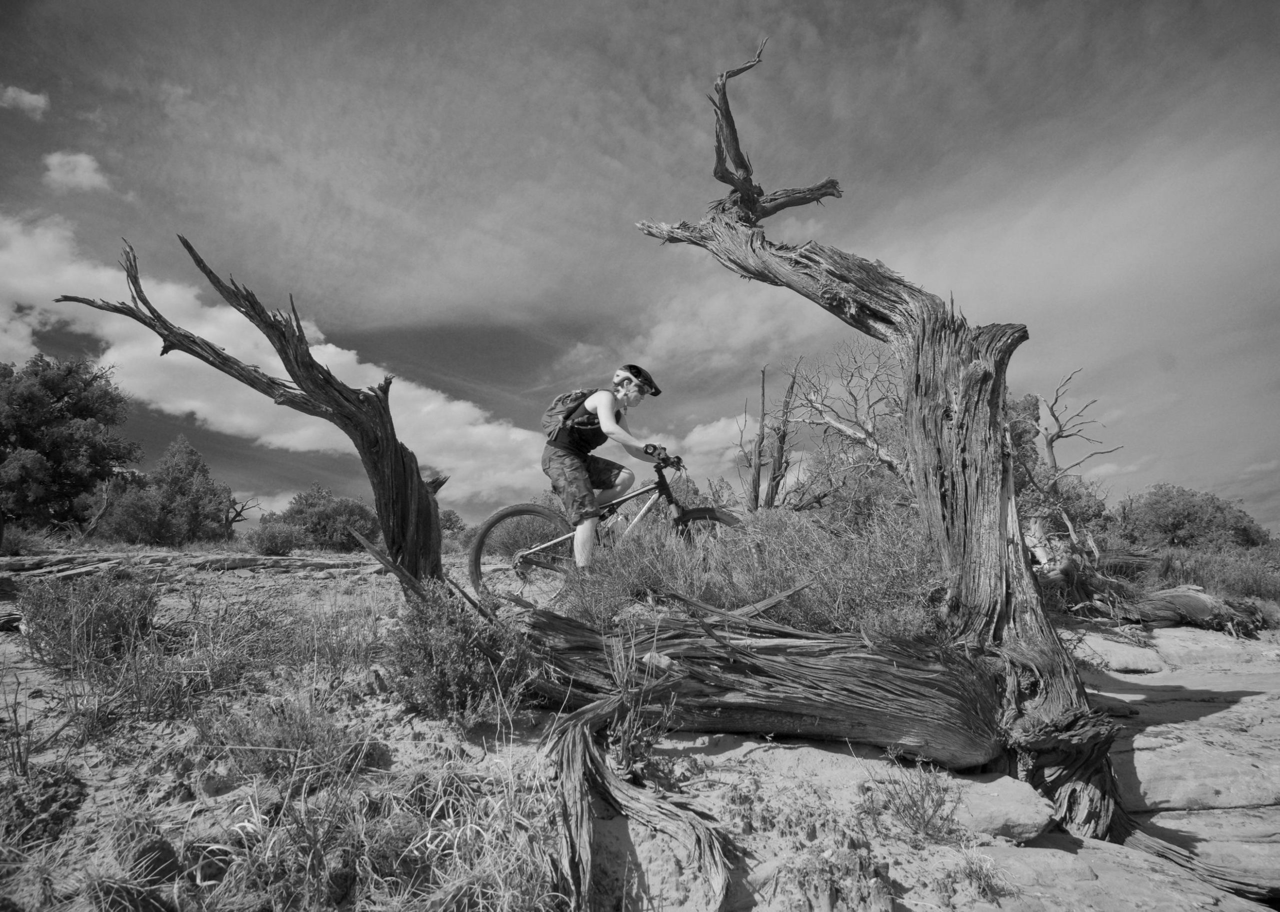 A mountain biker navigates a rugged trail alongside a gnarled tree in a black-and-white landscape. The scene captures a mix of vegetation and dramatic clouds overhead, emphasizing the adventurous spirit of outdoor cycling. Dead Horse Point State Park mountain bike trail.