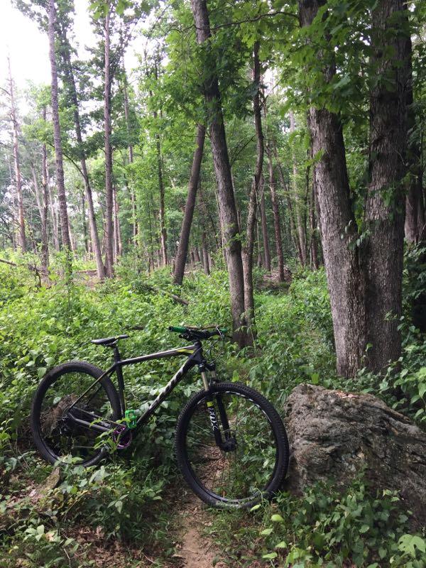 A black mountain bike leaning against a rock in a lush green forest with tall trees and dense underbrush. The scene captures a serene, natural environment, perfect for outdoor biking adventures. Fisher River Park mountain bike trail.